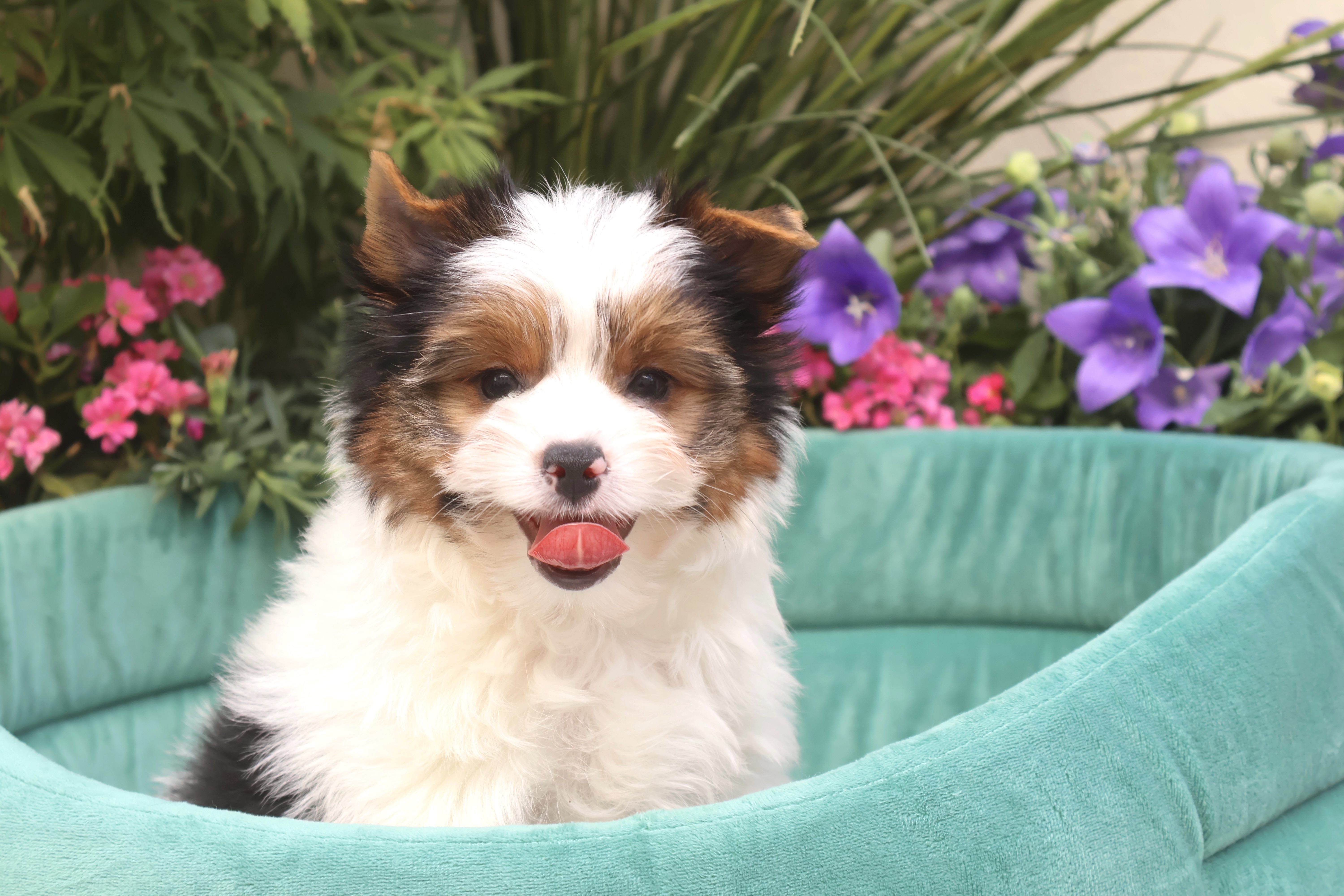 Biscuit