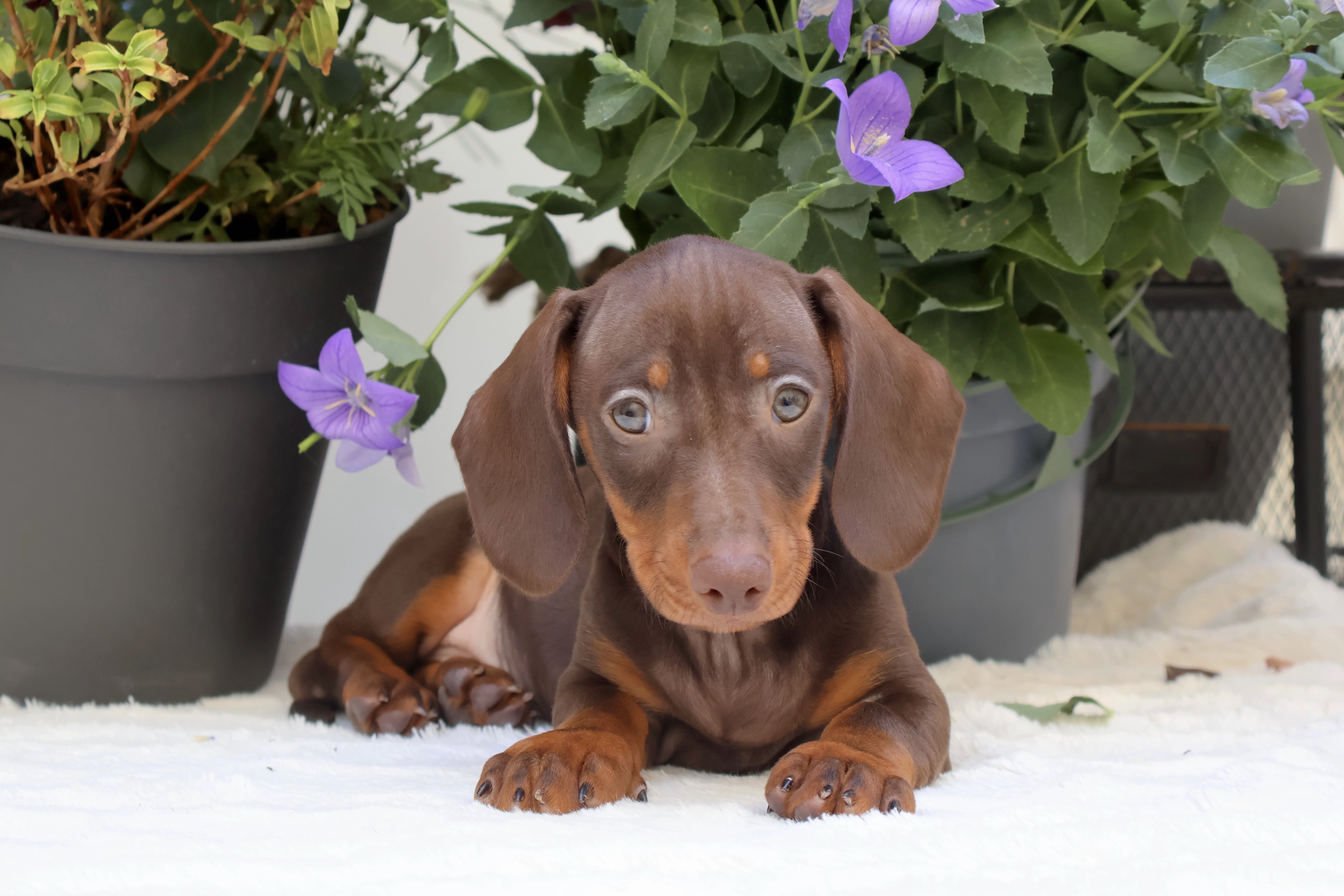Basil