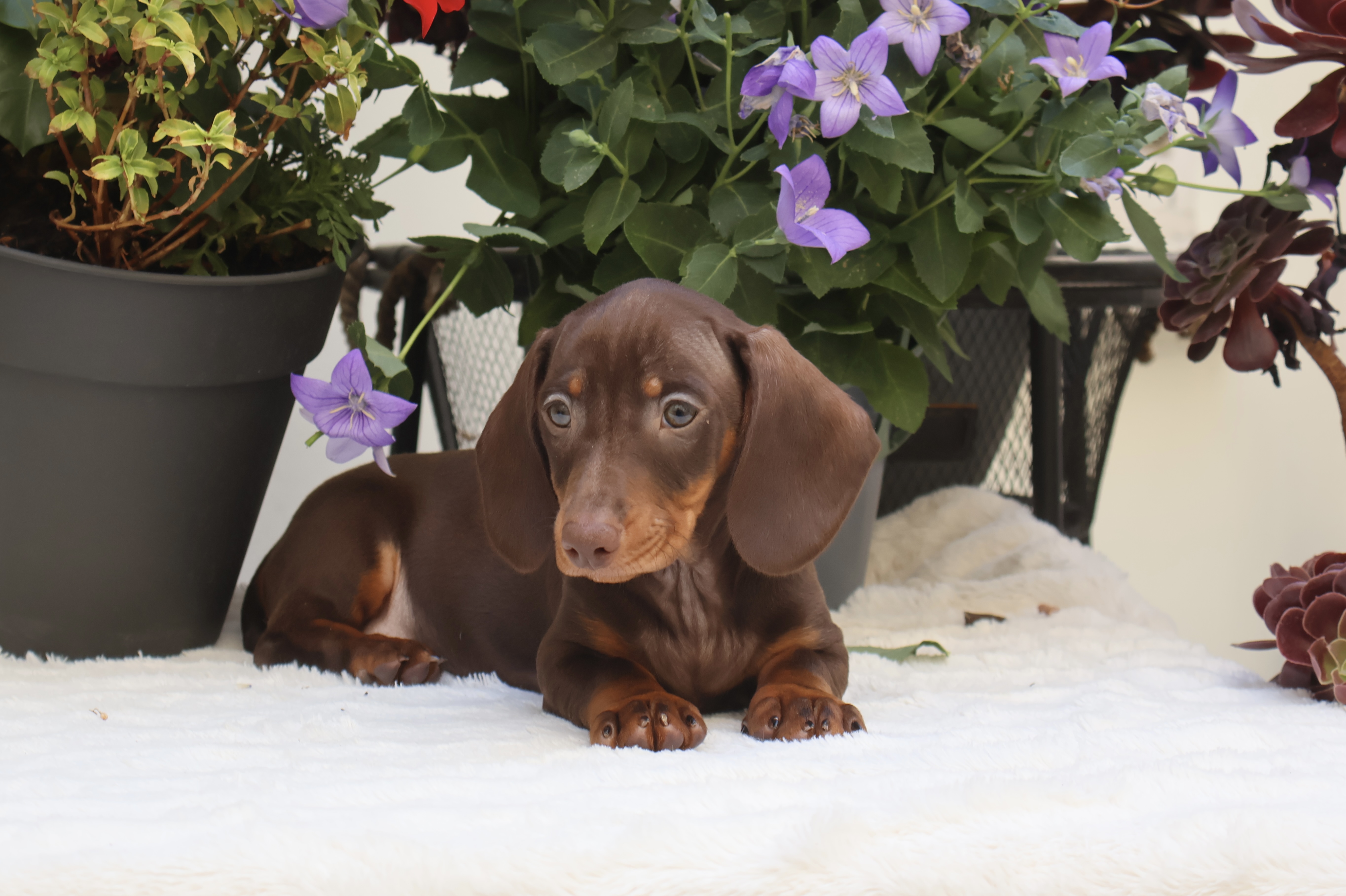 Basil