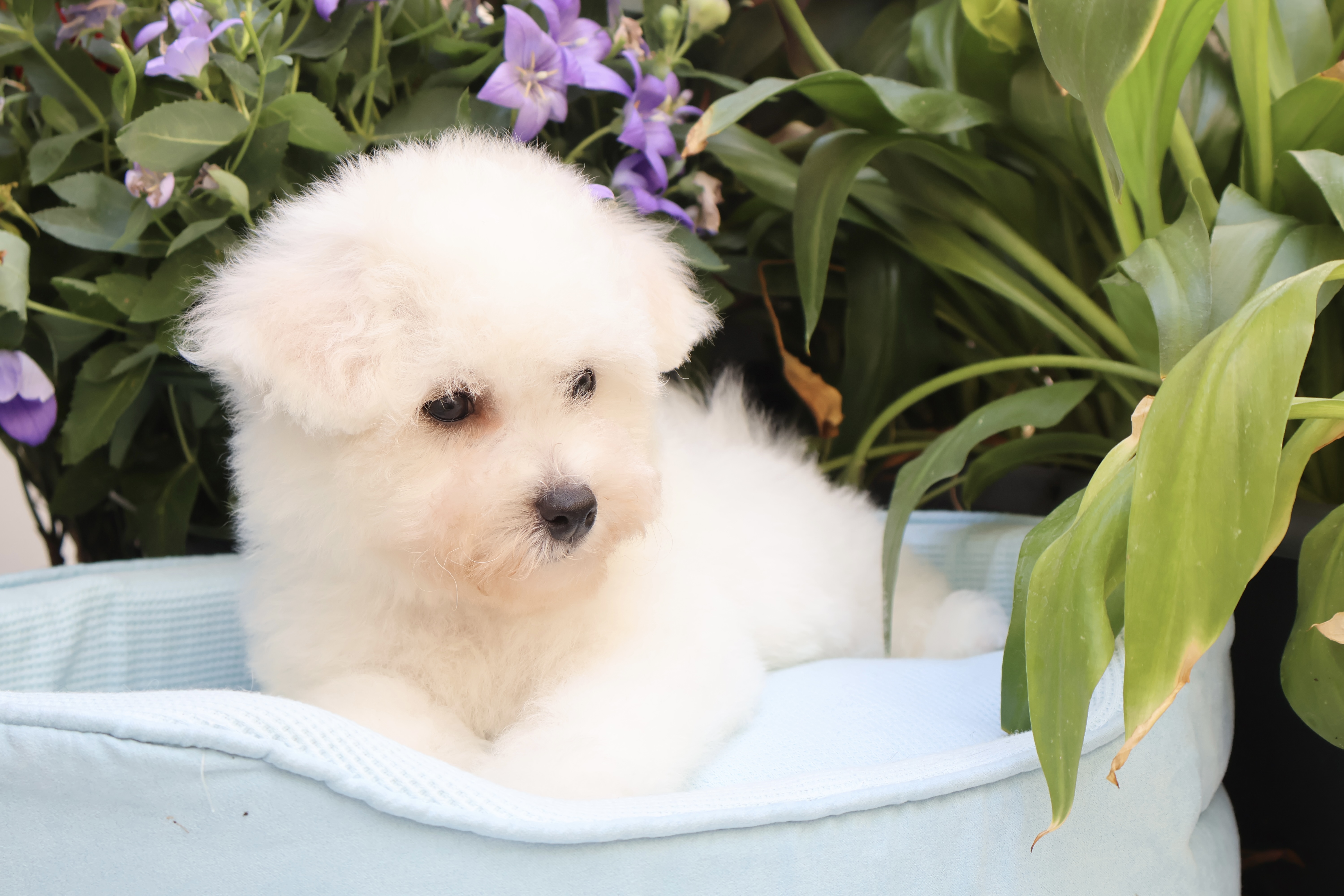 Benji
