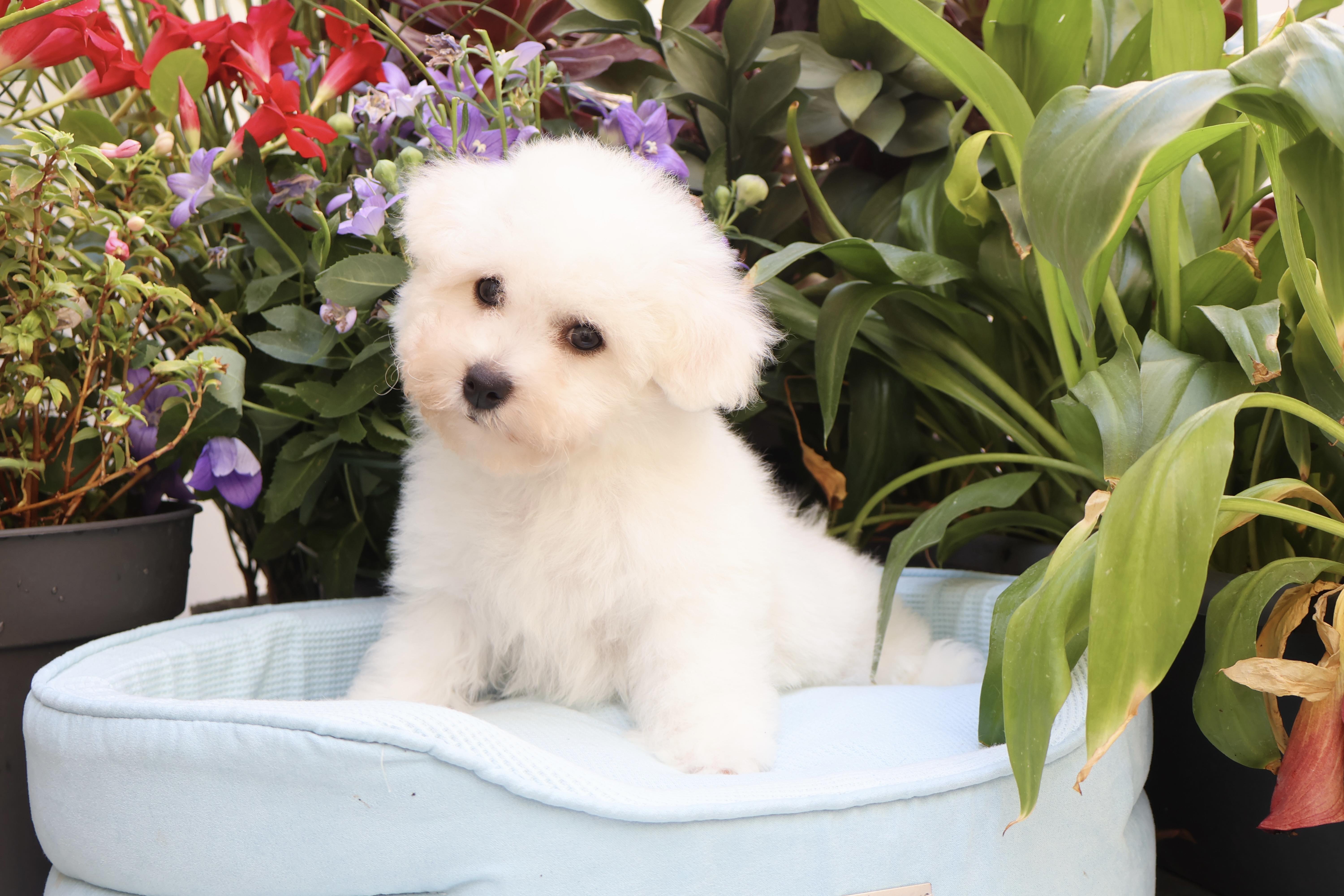 Benji