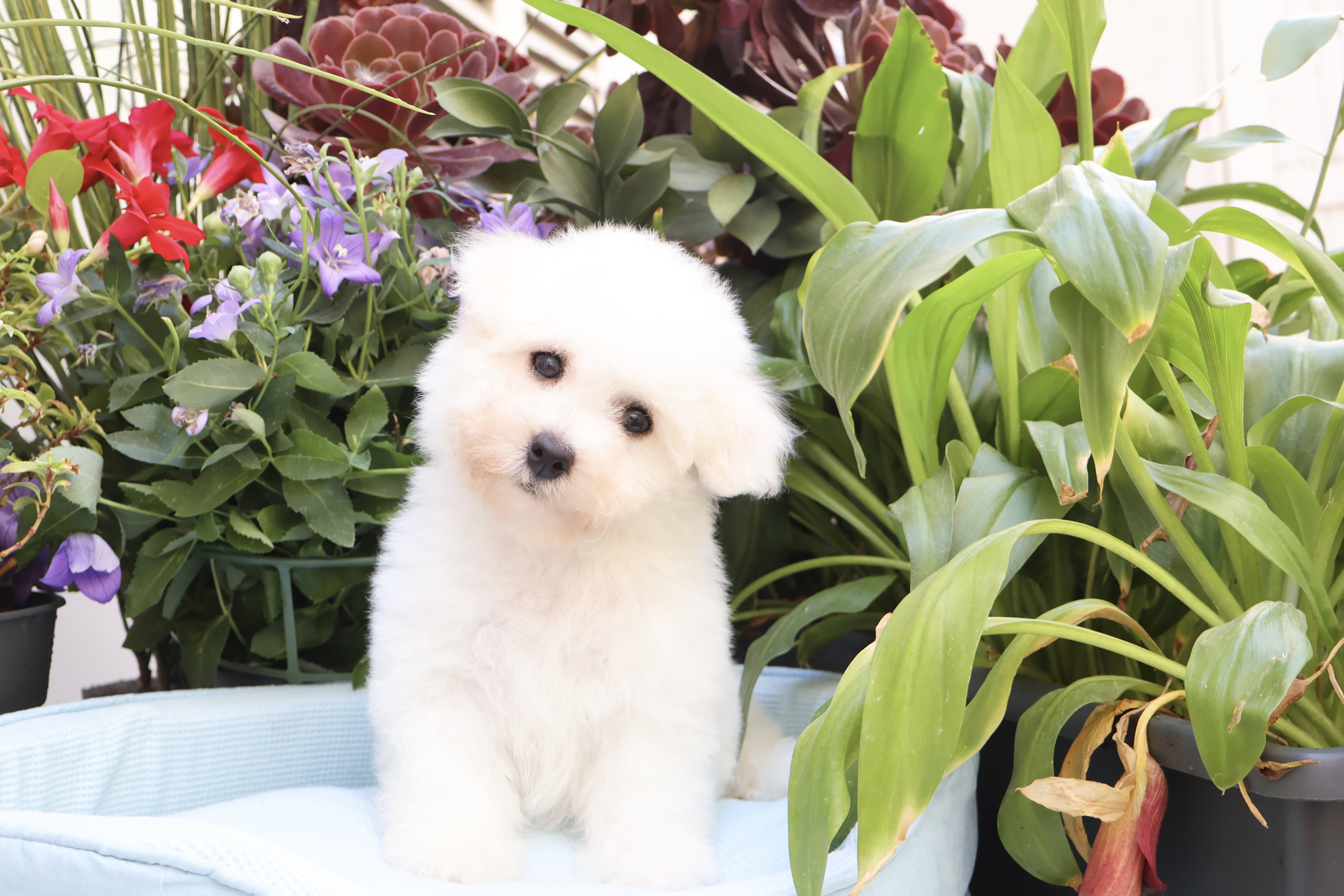 Benji