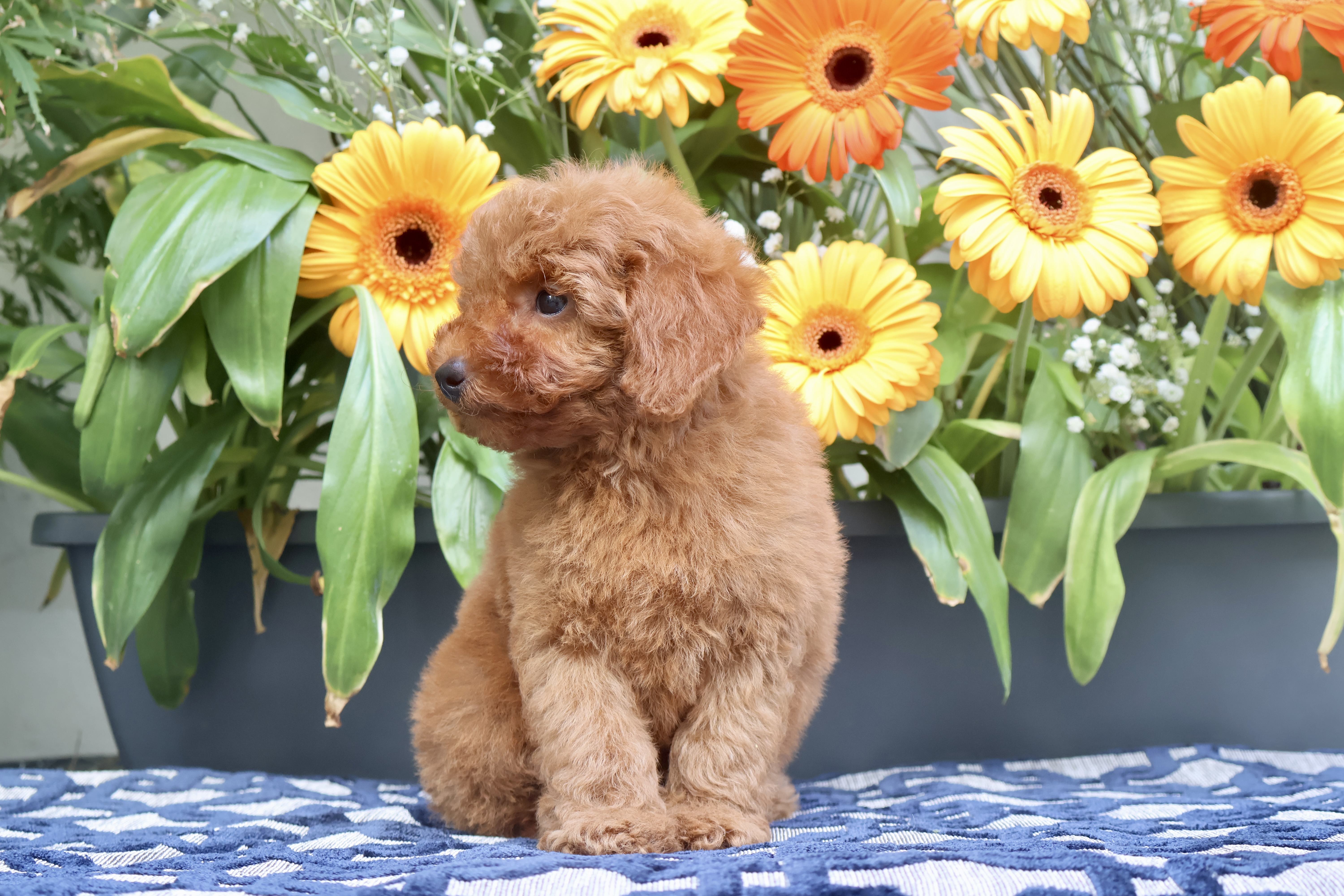 Boutchou