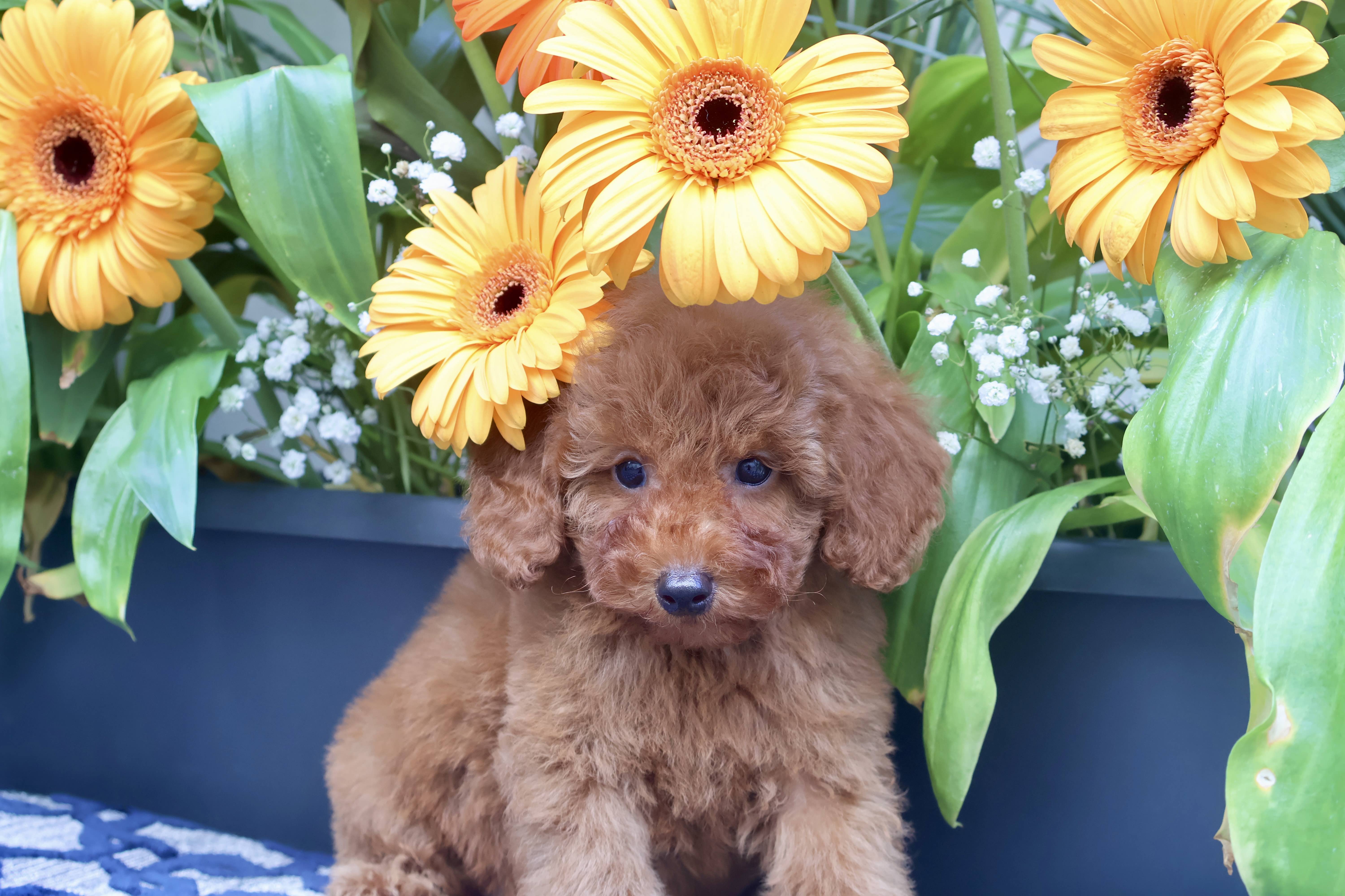 Boutchou