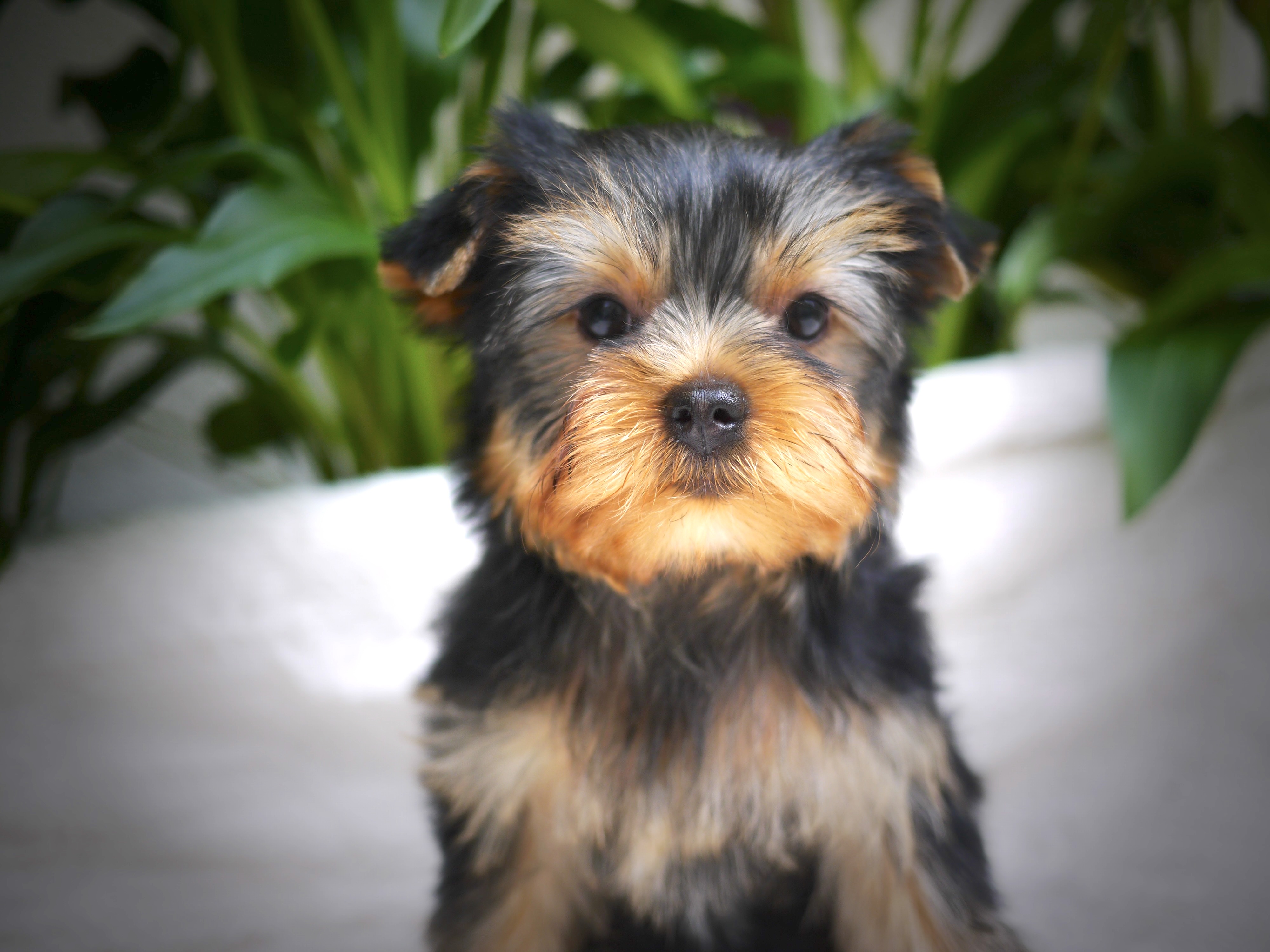 Bouba