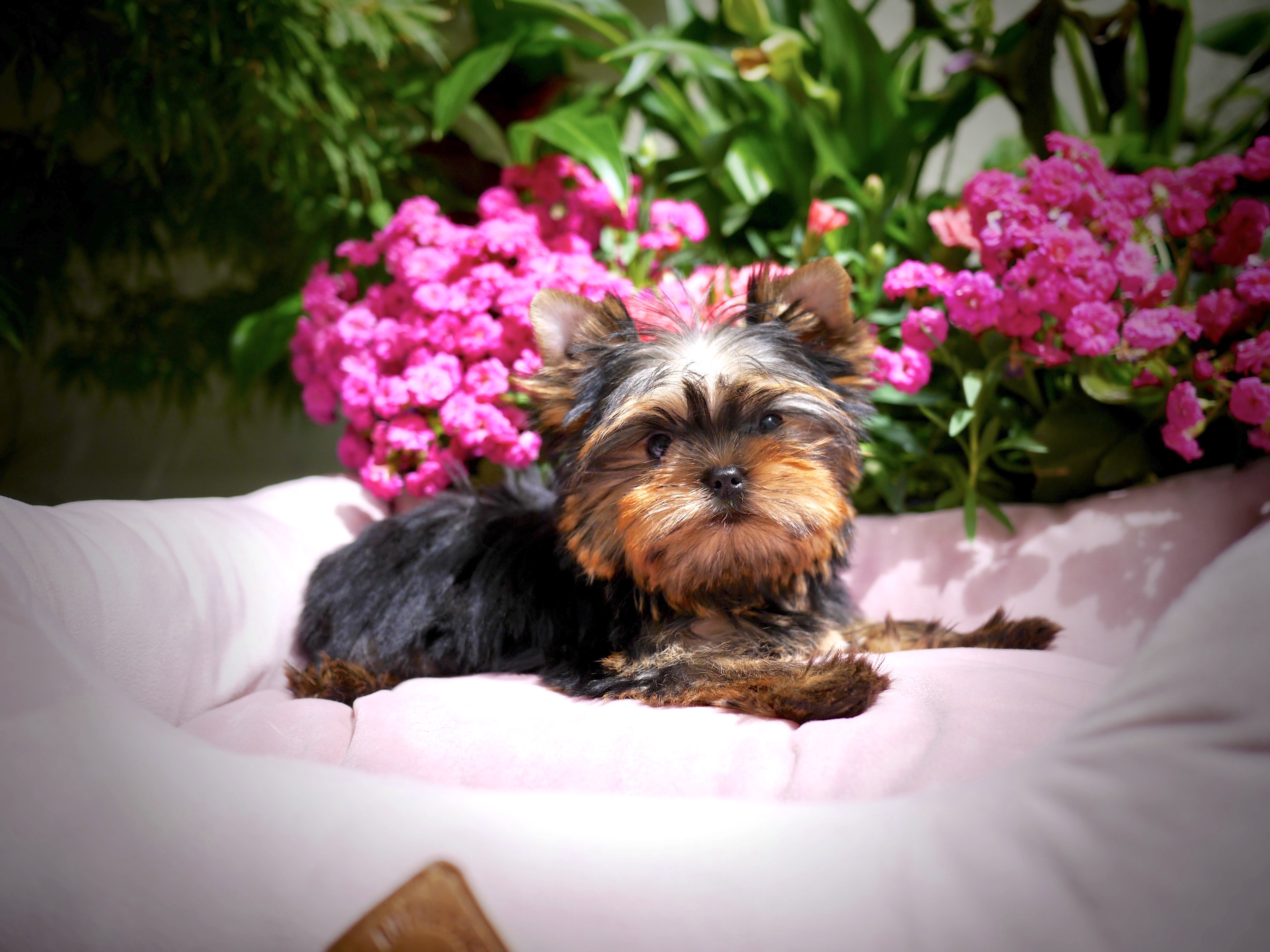 Bulle
