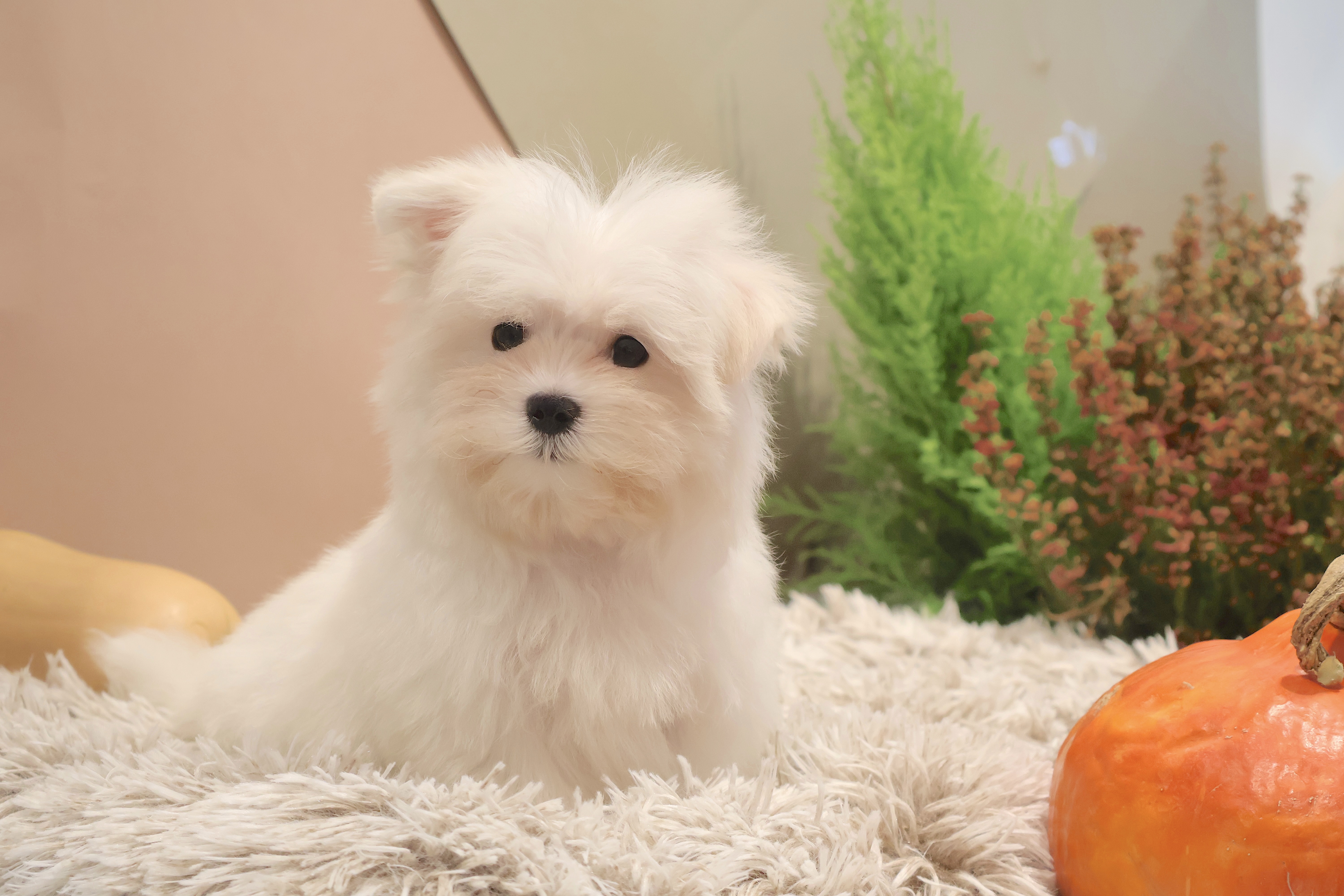 Berlioz