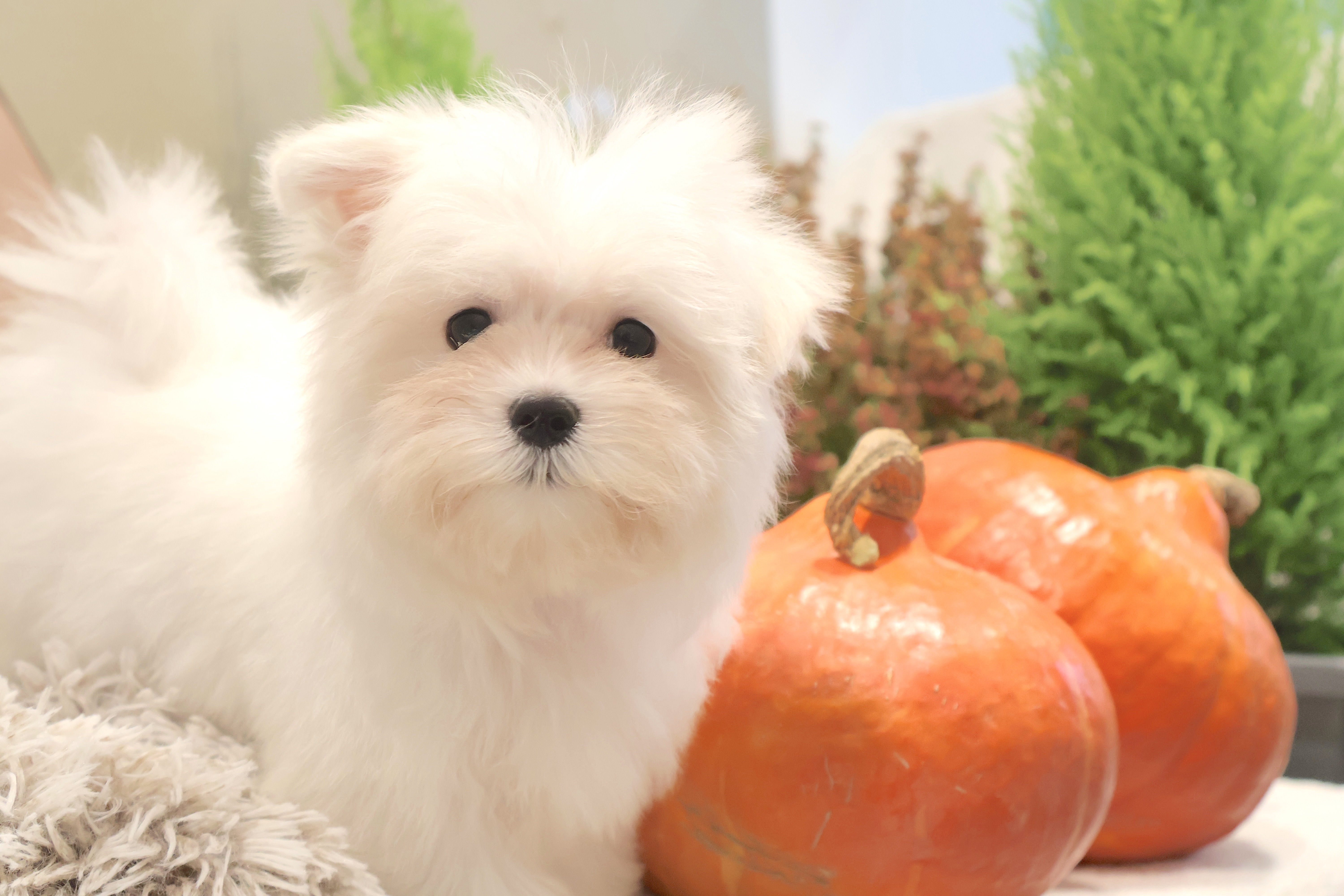 Berlioz