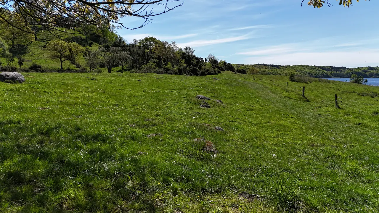 Stenrækker og offermoser