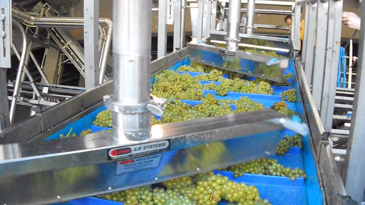 Grape Washing
