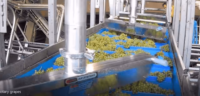 Washed Wine Grapes Need To Be Dried