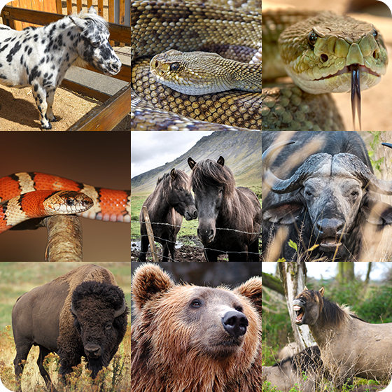 SoundDogs Wild Animals