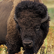 Bison