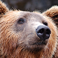Brown Bears