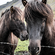Horses