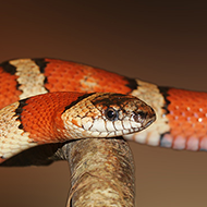 Snakes