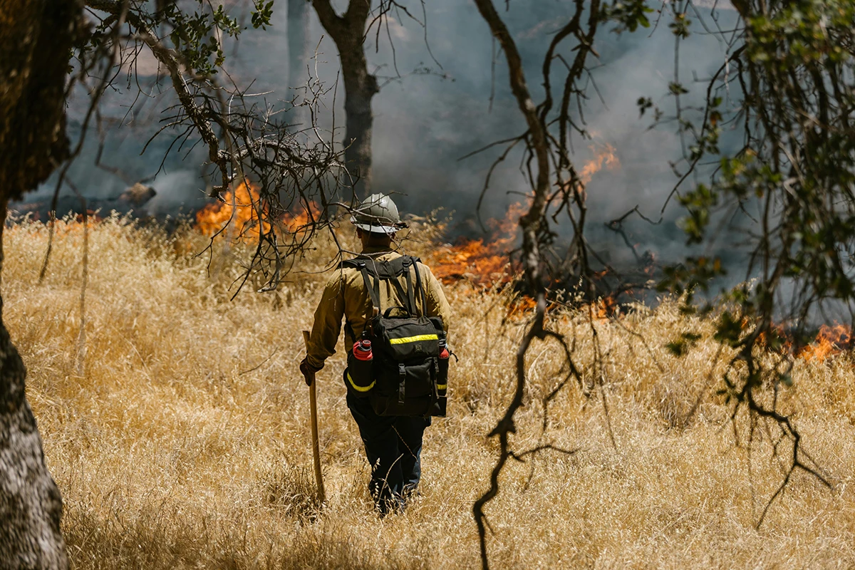 Firefighter walking through dry grass towards a wildfire with flames and smoke among trees.