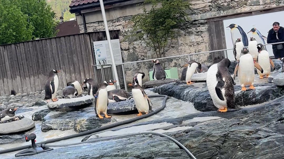 Pils og pingviner: Akvarieaften for voksne