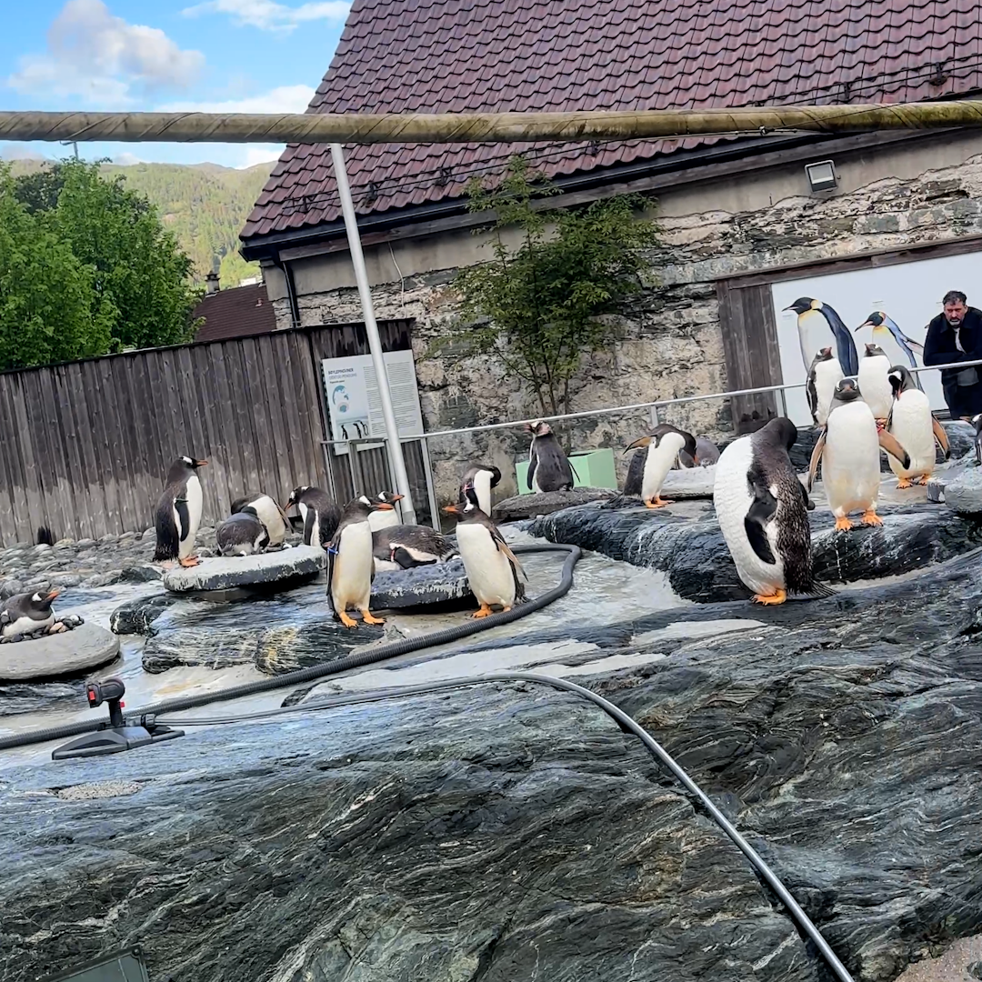 Pils og pingviner: Akvarieaften for voksne