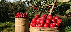 Apple Picking with Mike