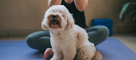 WiPN Twin Cities event — Puppy Yoga!