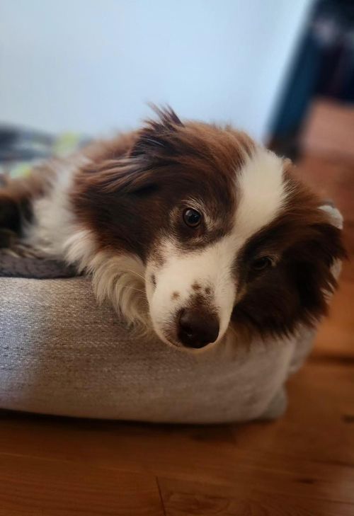 a black dog getting a treat while being taught how to lay down on command while the child with long hair sits on the floor