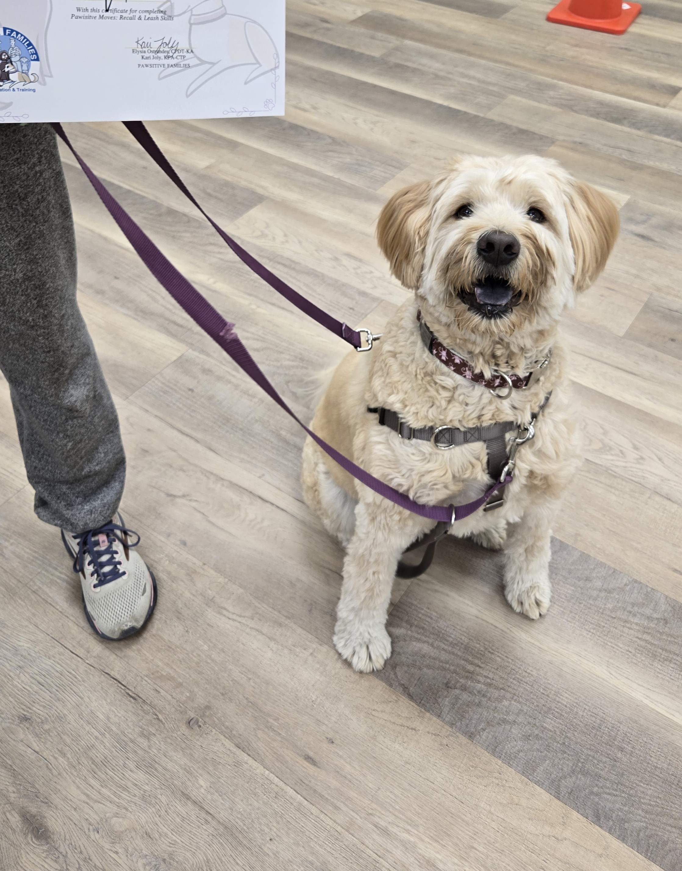 A woman and her dog looking out over the ocean with orange skys