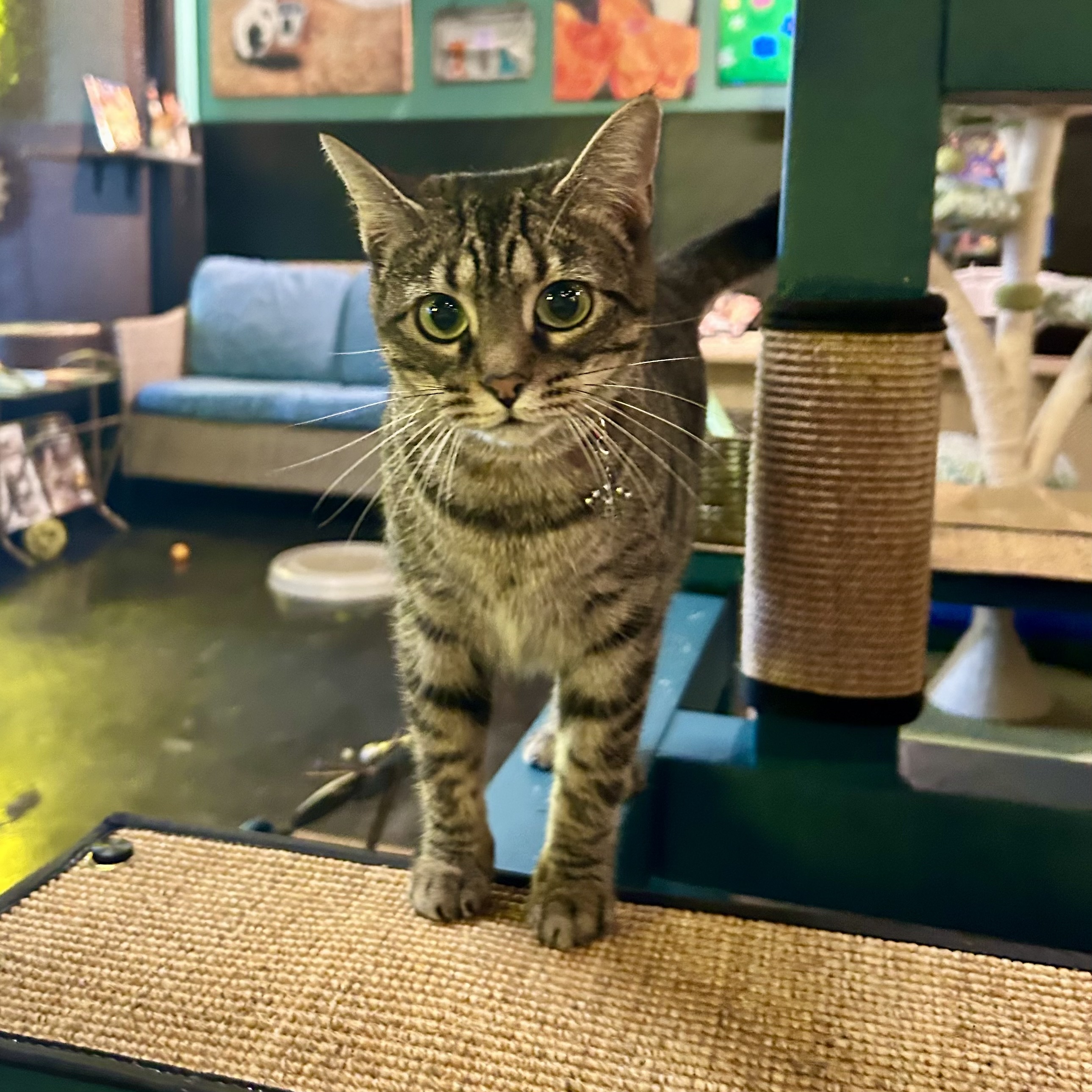One of the many cute cats of the café. 