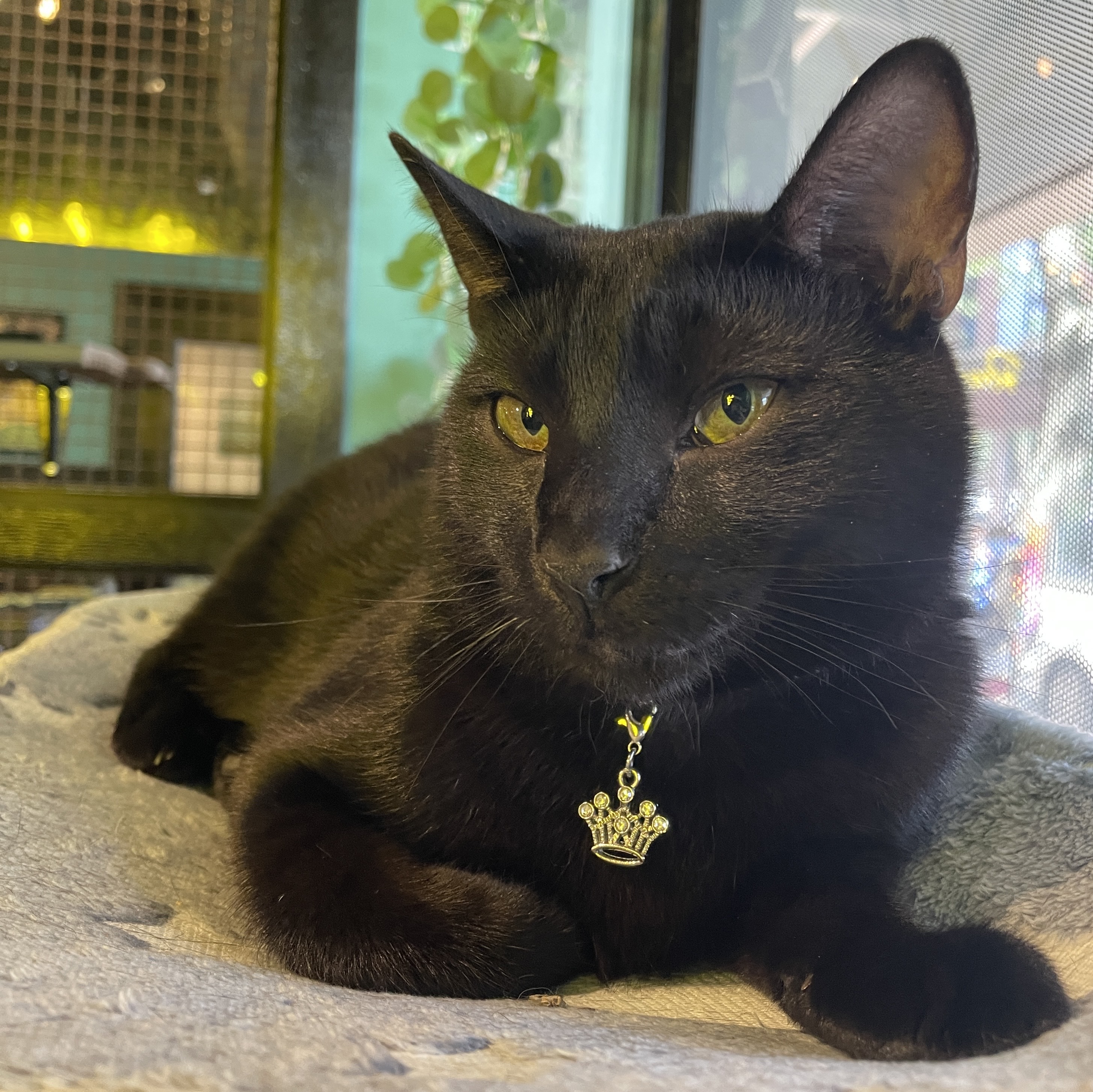 One of the many cute cats of the café. 