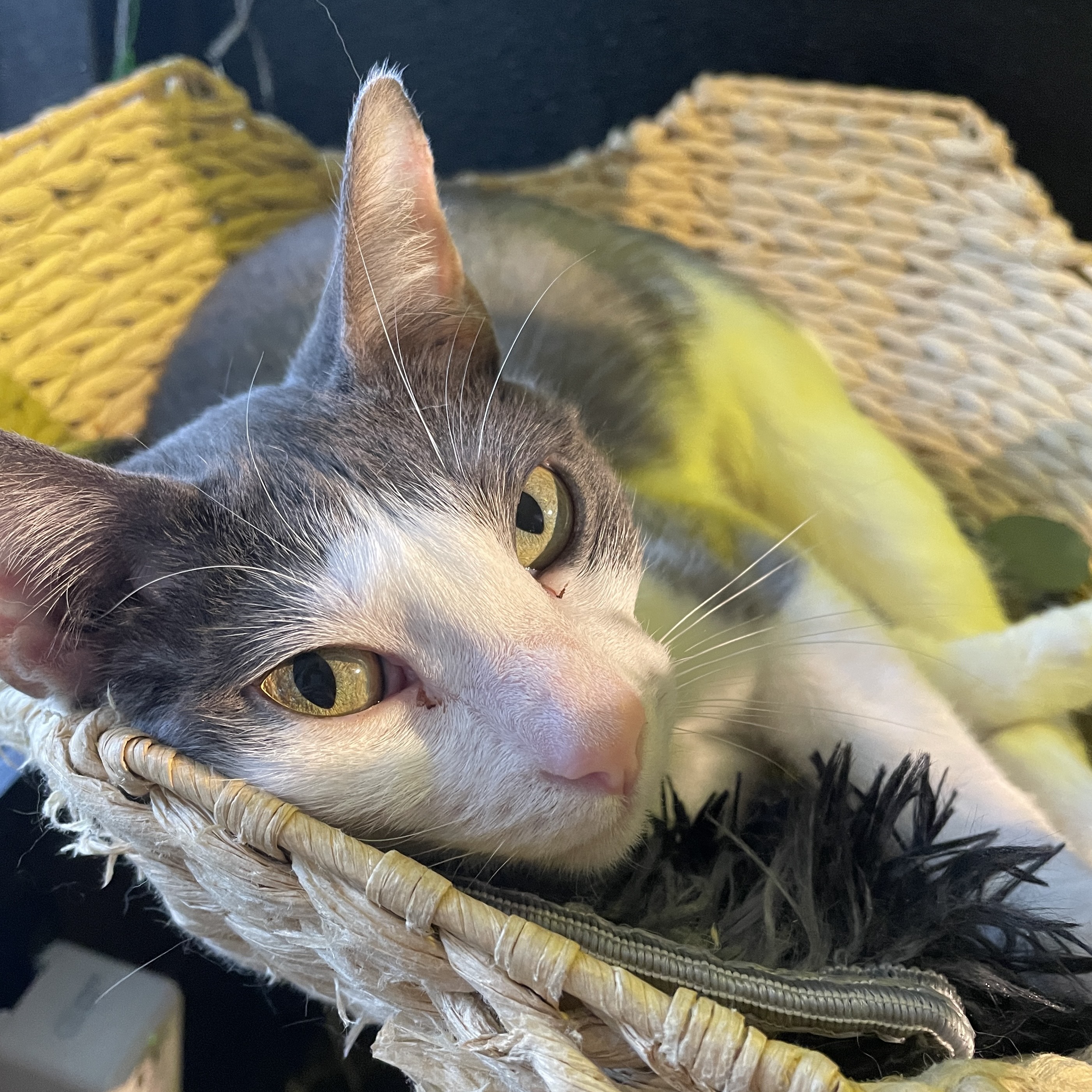 One of the many cute cats of the café. 