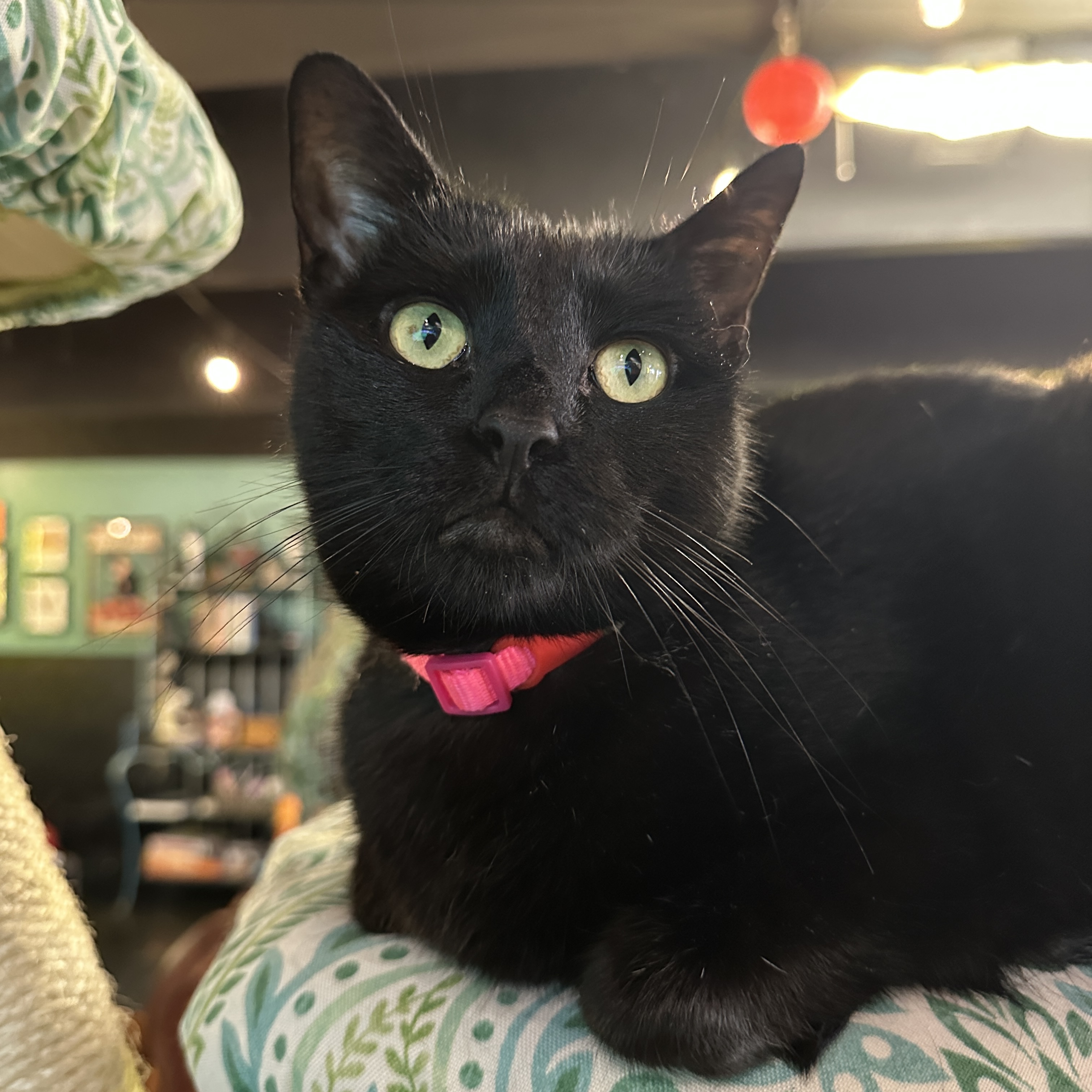 One of the many cute cats of the café. 