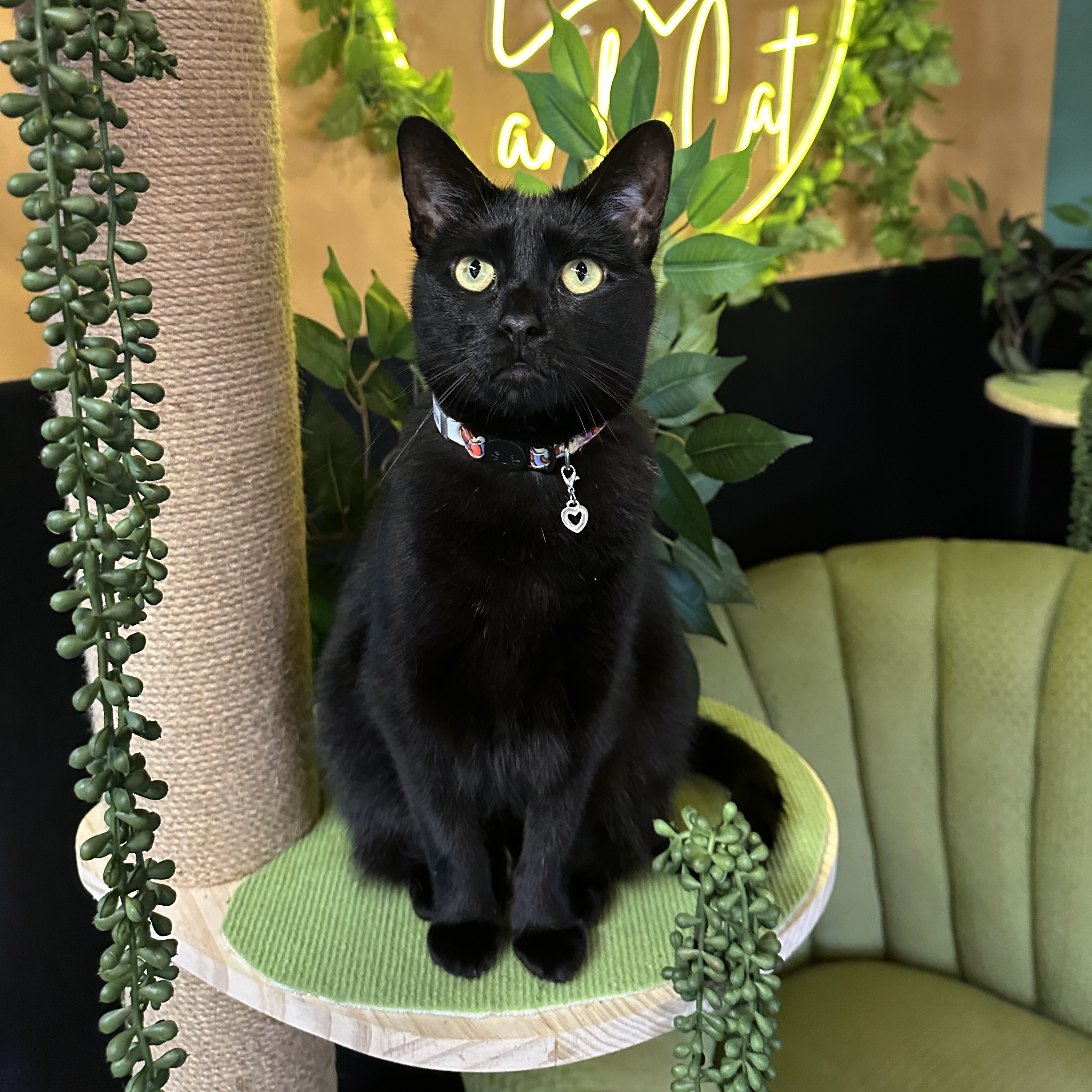 One of the many cute cats of the café. 