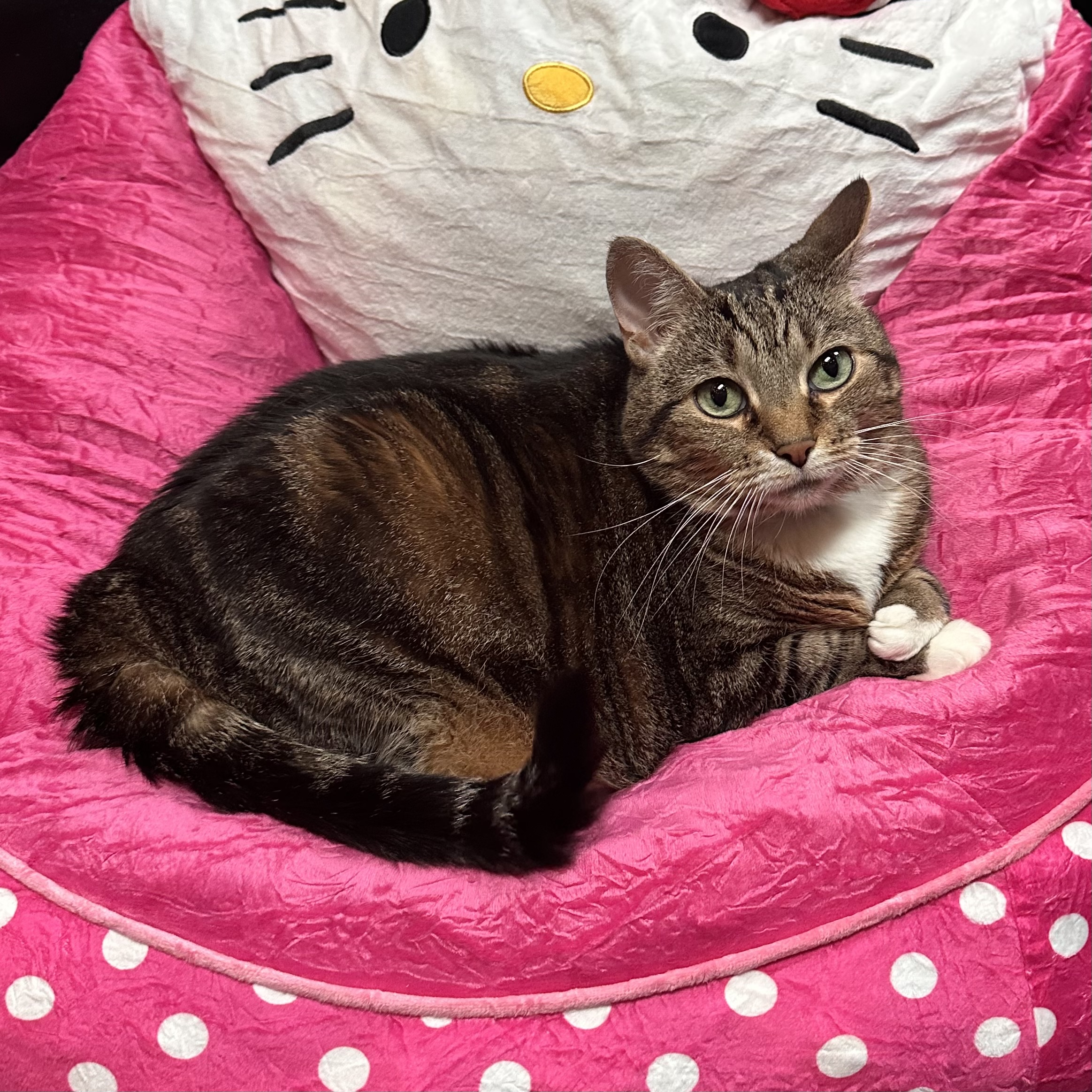 One of the many cute cats of the café. 