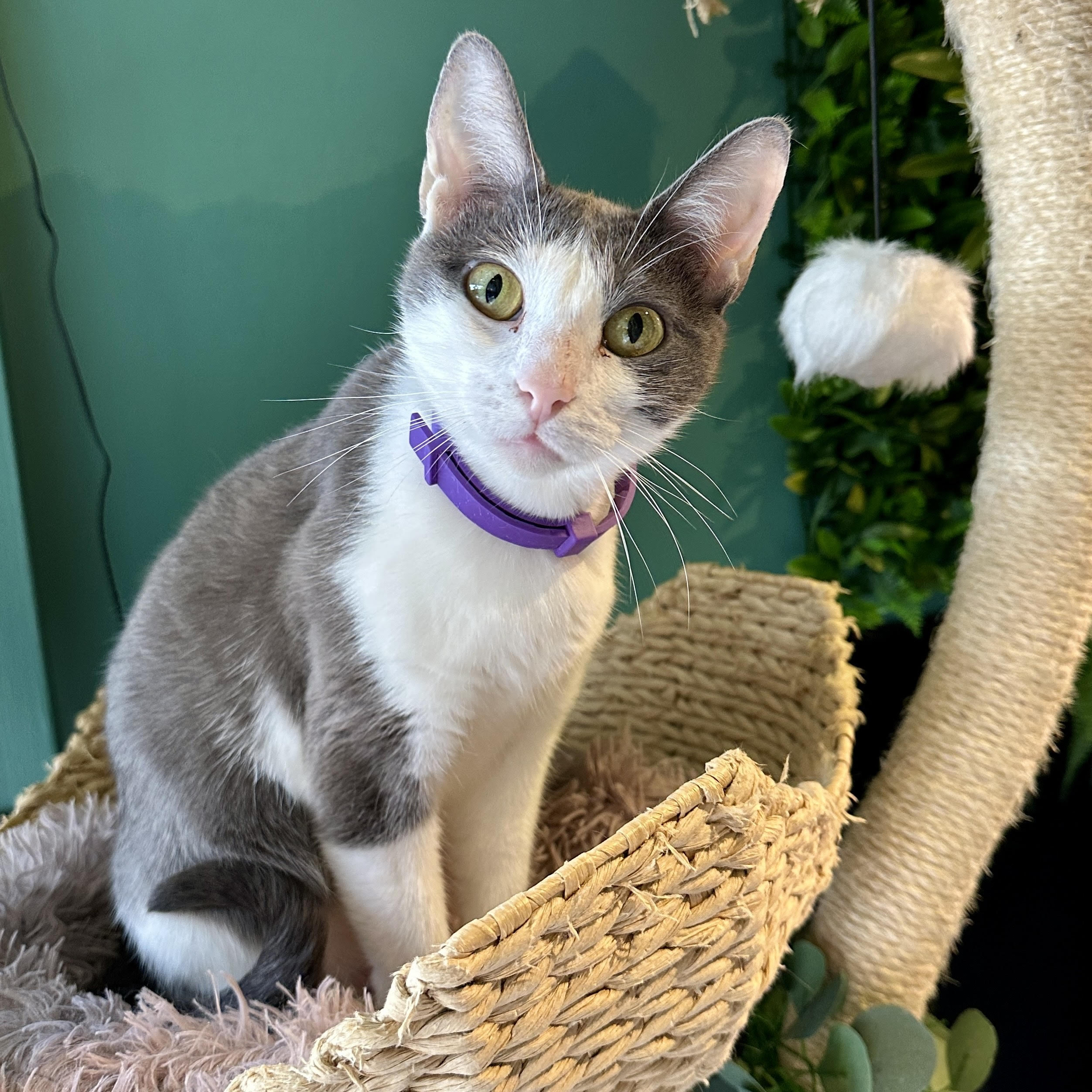 One of the many cute cats of the café. 