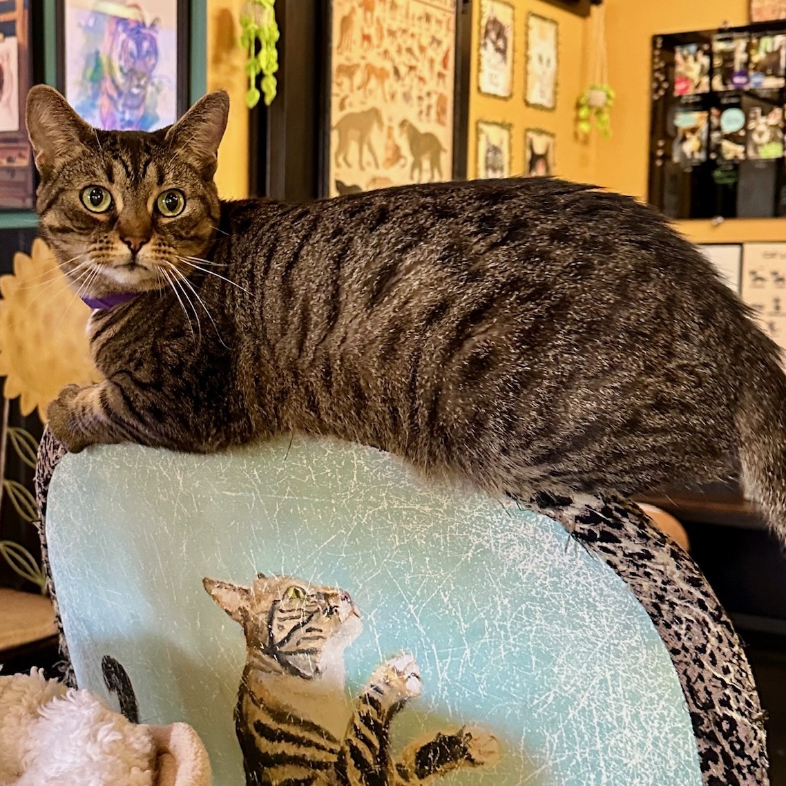 One of the many cute cats of the café. 