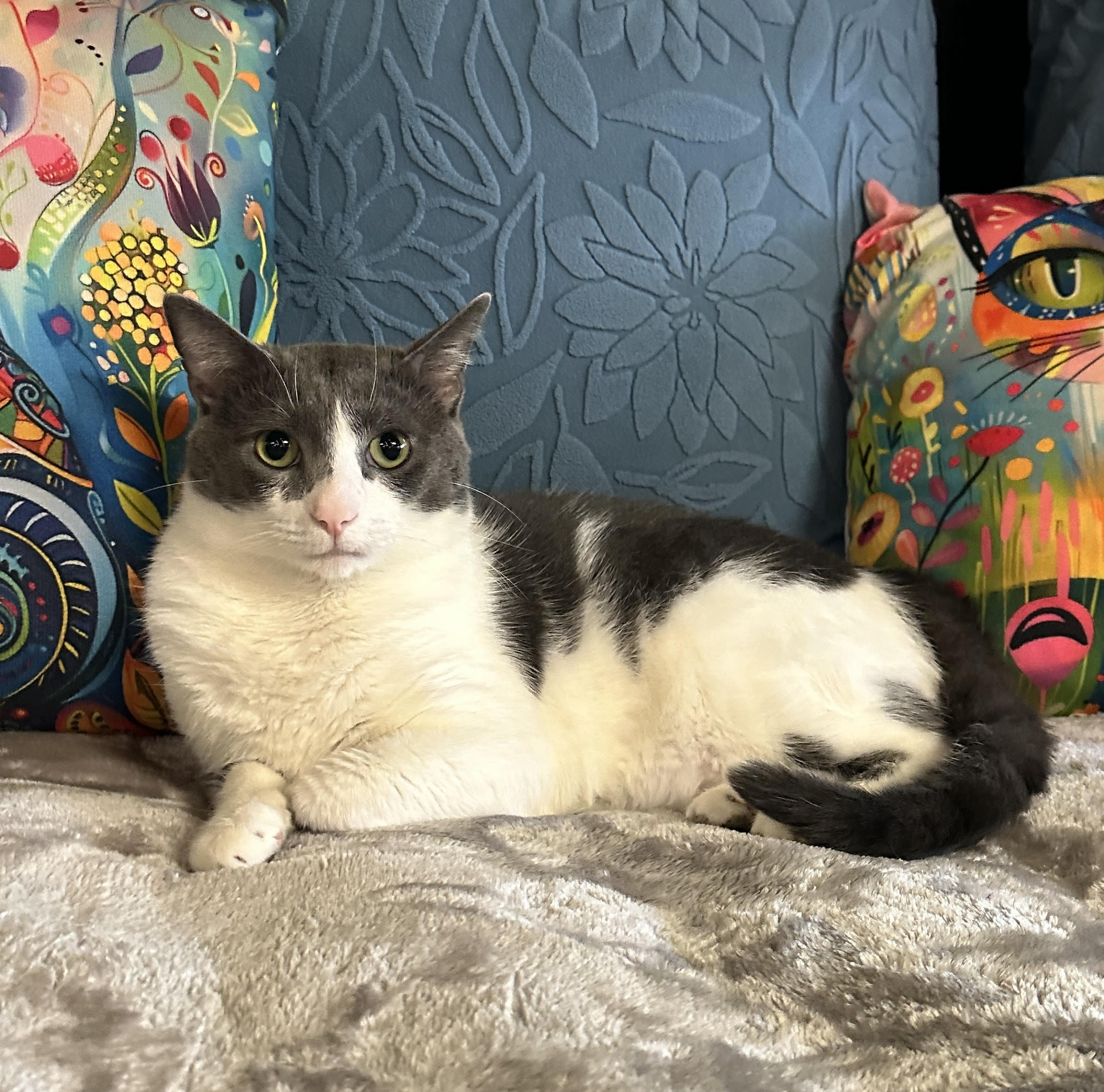 One of the many cute cats of the café. 