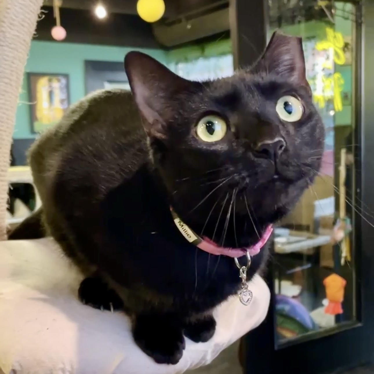 One of the many cute cats of the café. 