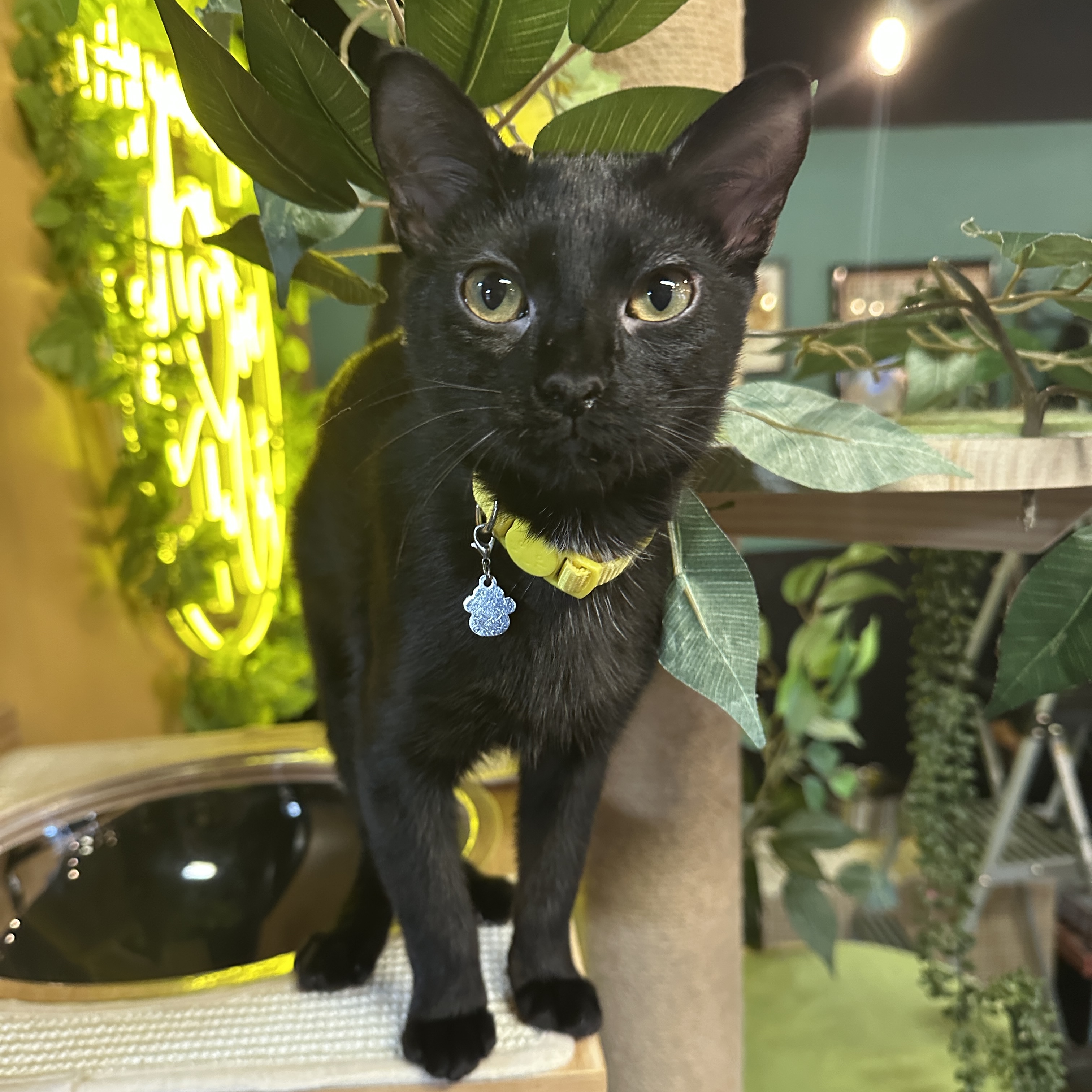 One of the many cute cats of the café. 