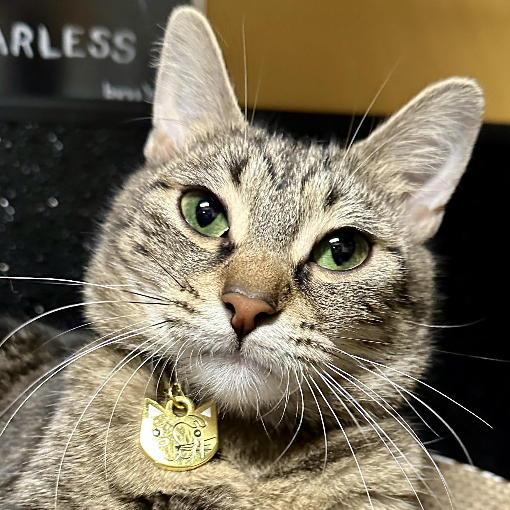 One of the many cute cats of the café. 