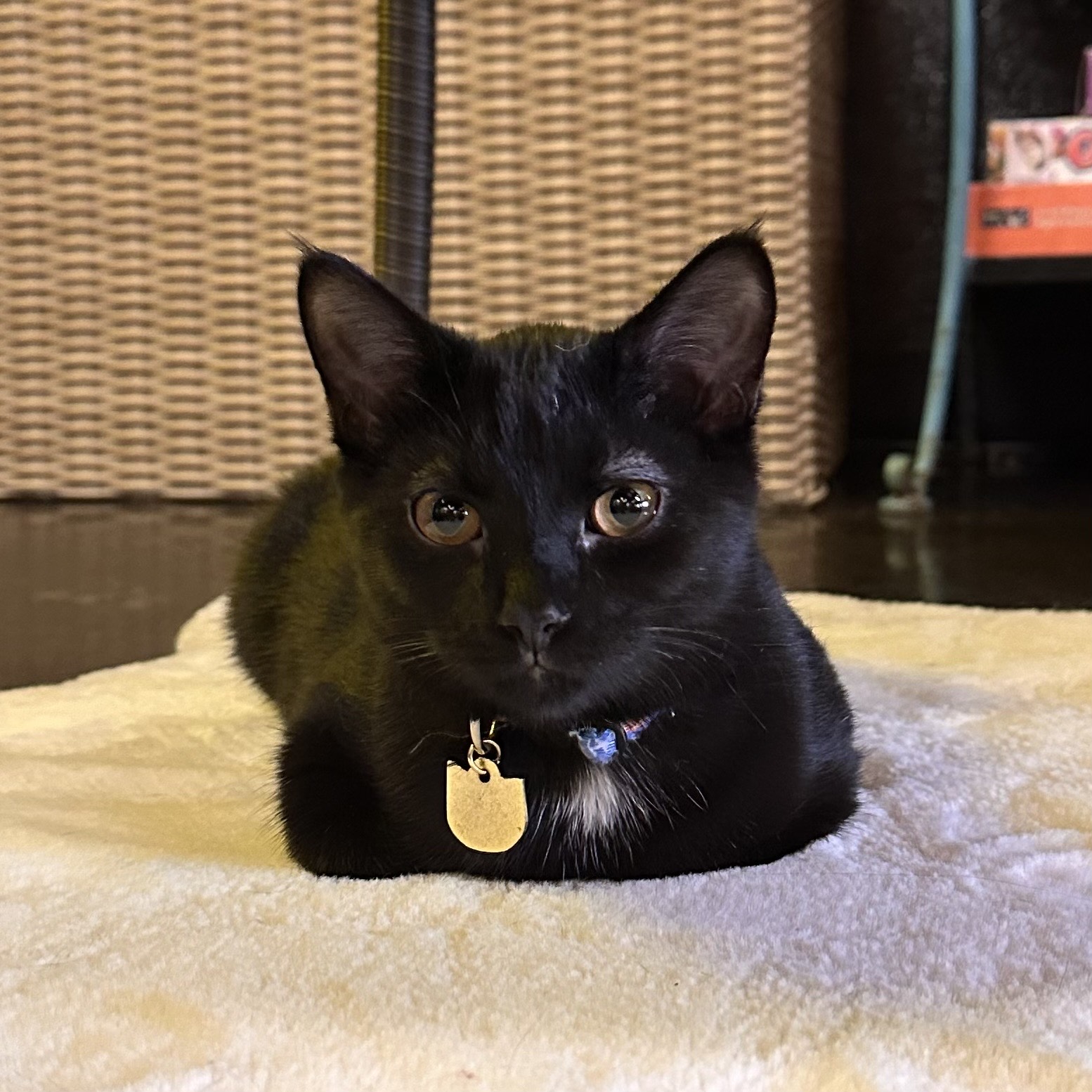 One of the many cute cats of the café. 