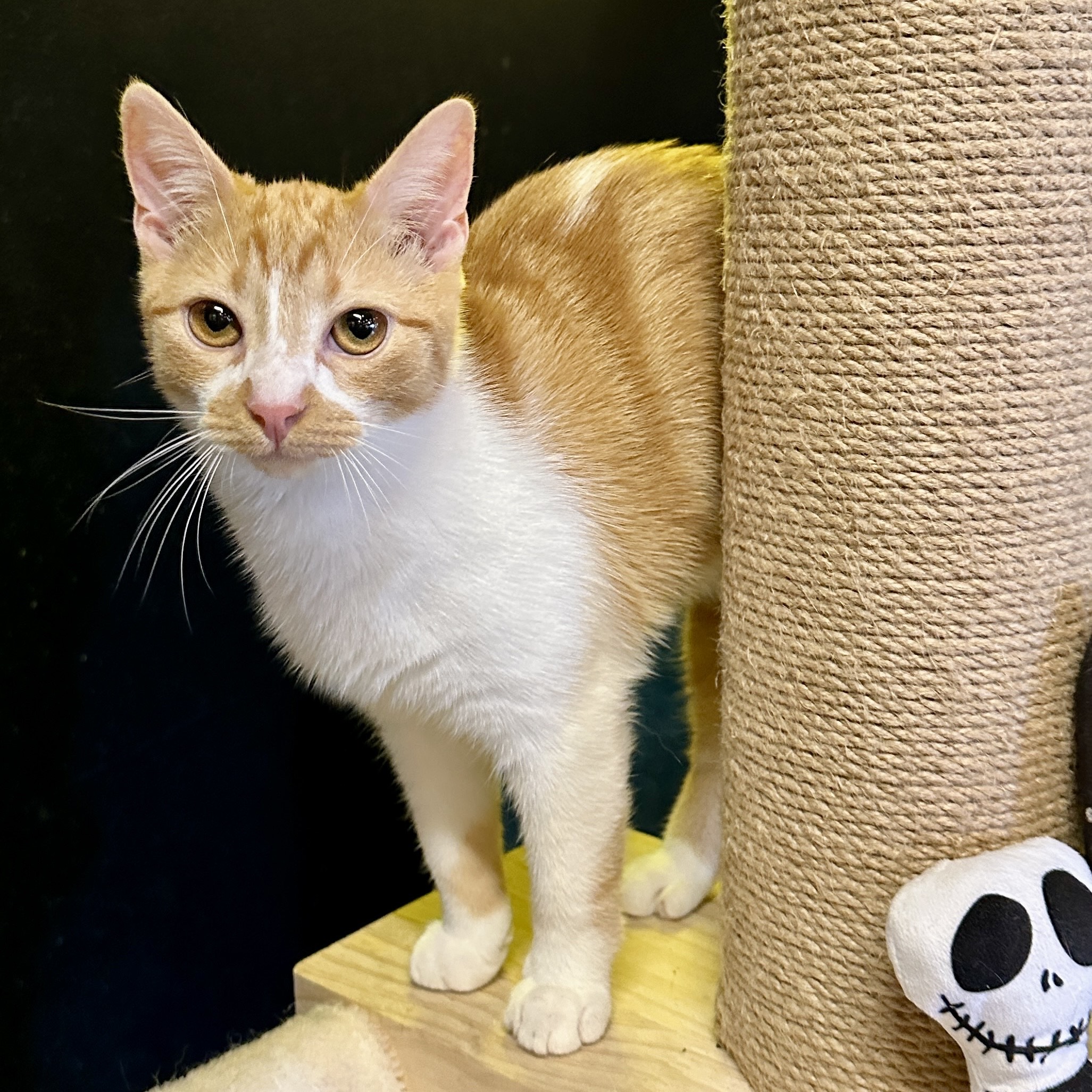 One of the many cute cats of the café. 