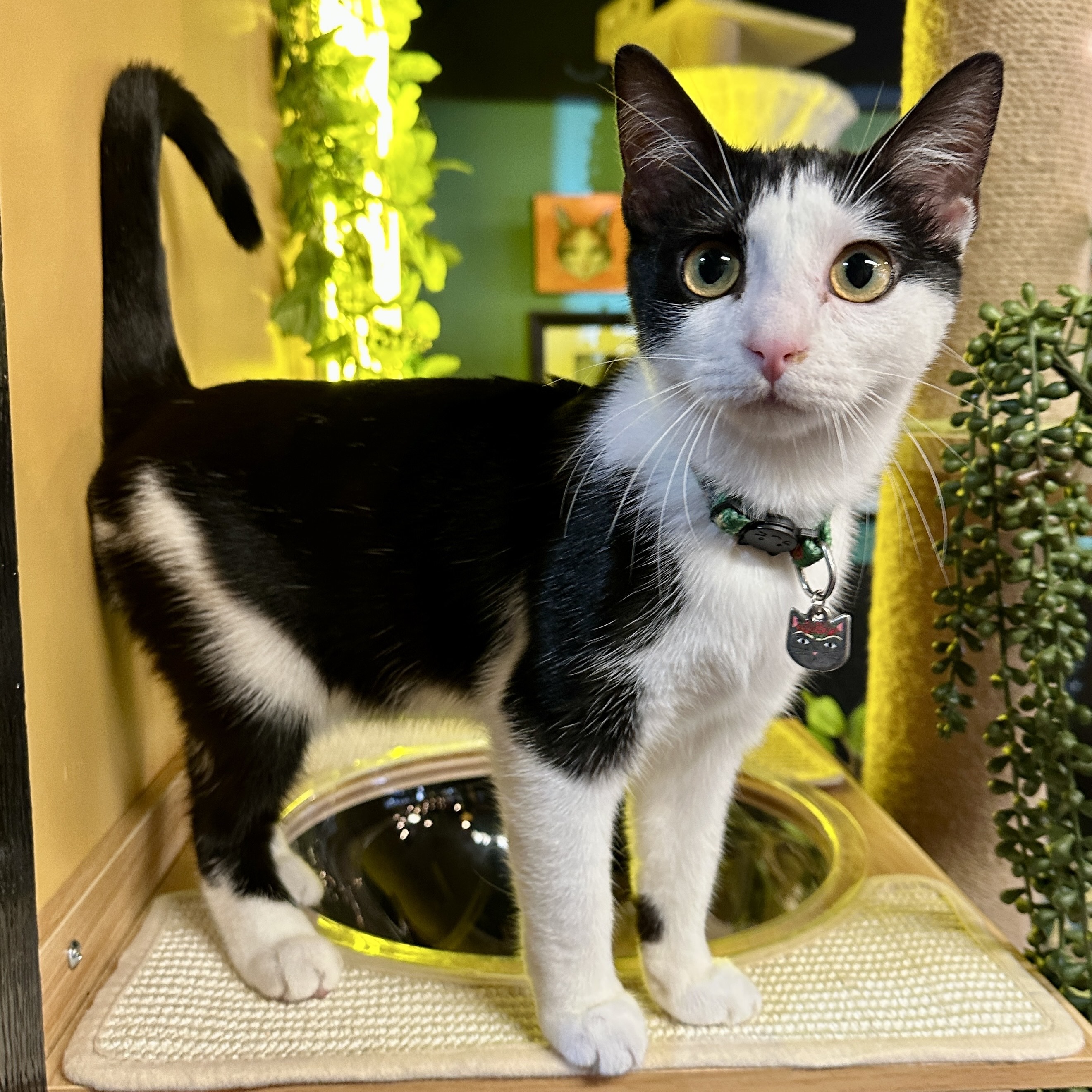 One of the many cute cats of the café. 