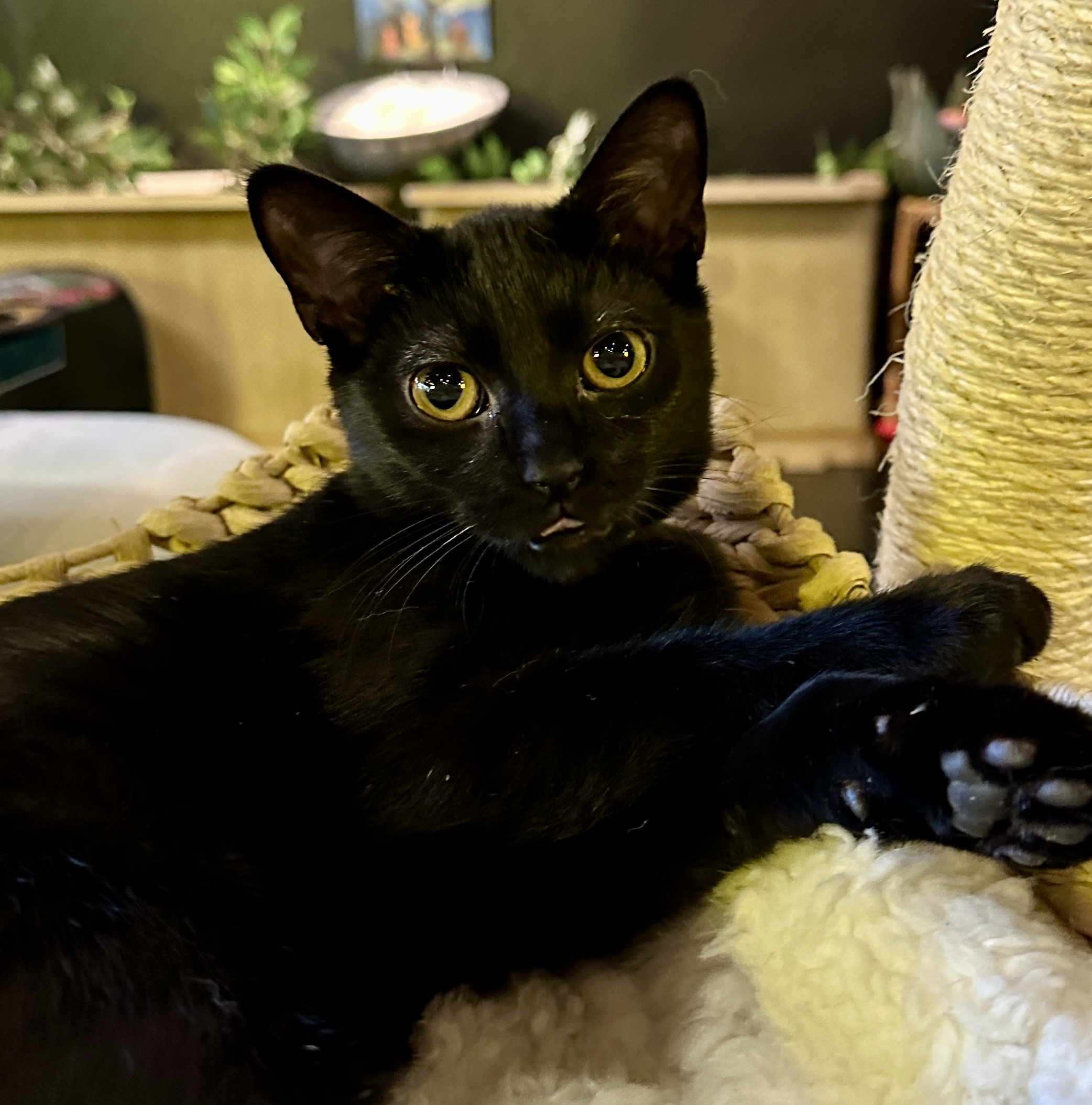 One of the many cute cats of the café. 