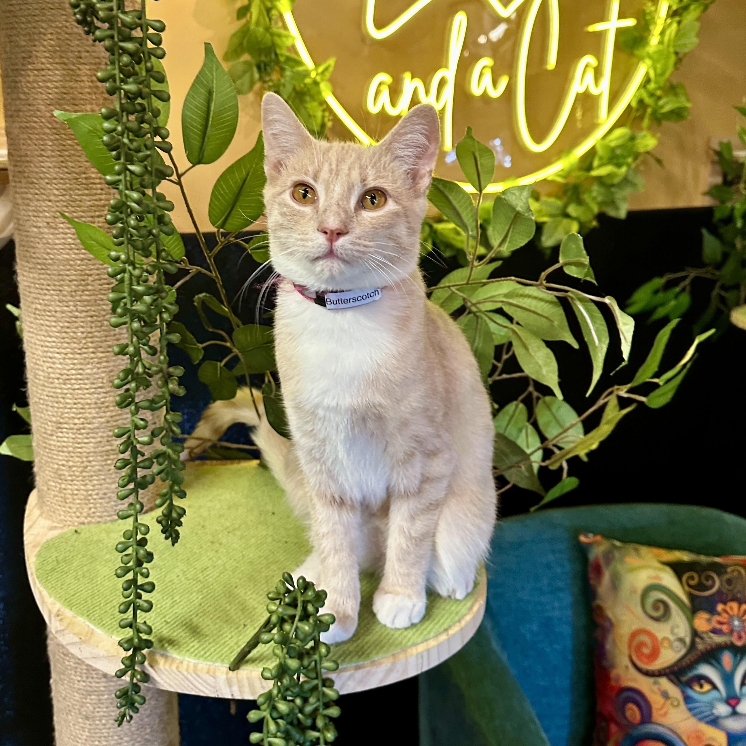 One of the many cute cats of the café. 