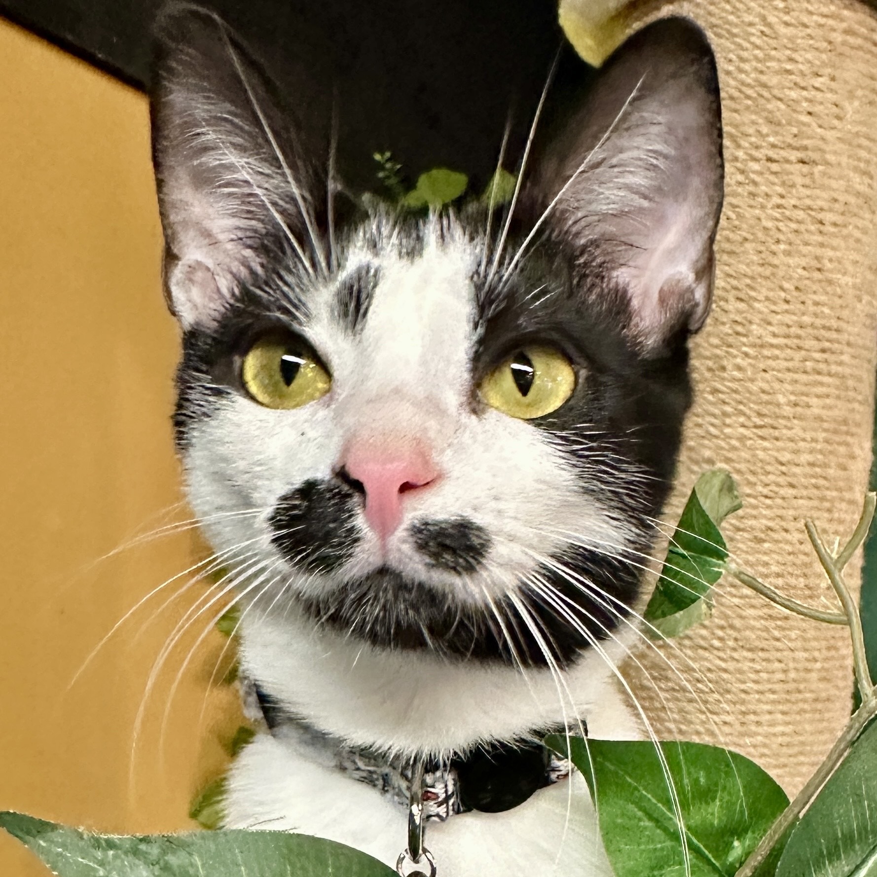 One of the many cute cats of the café. 
