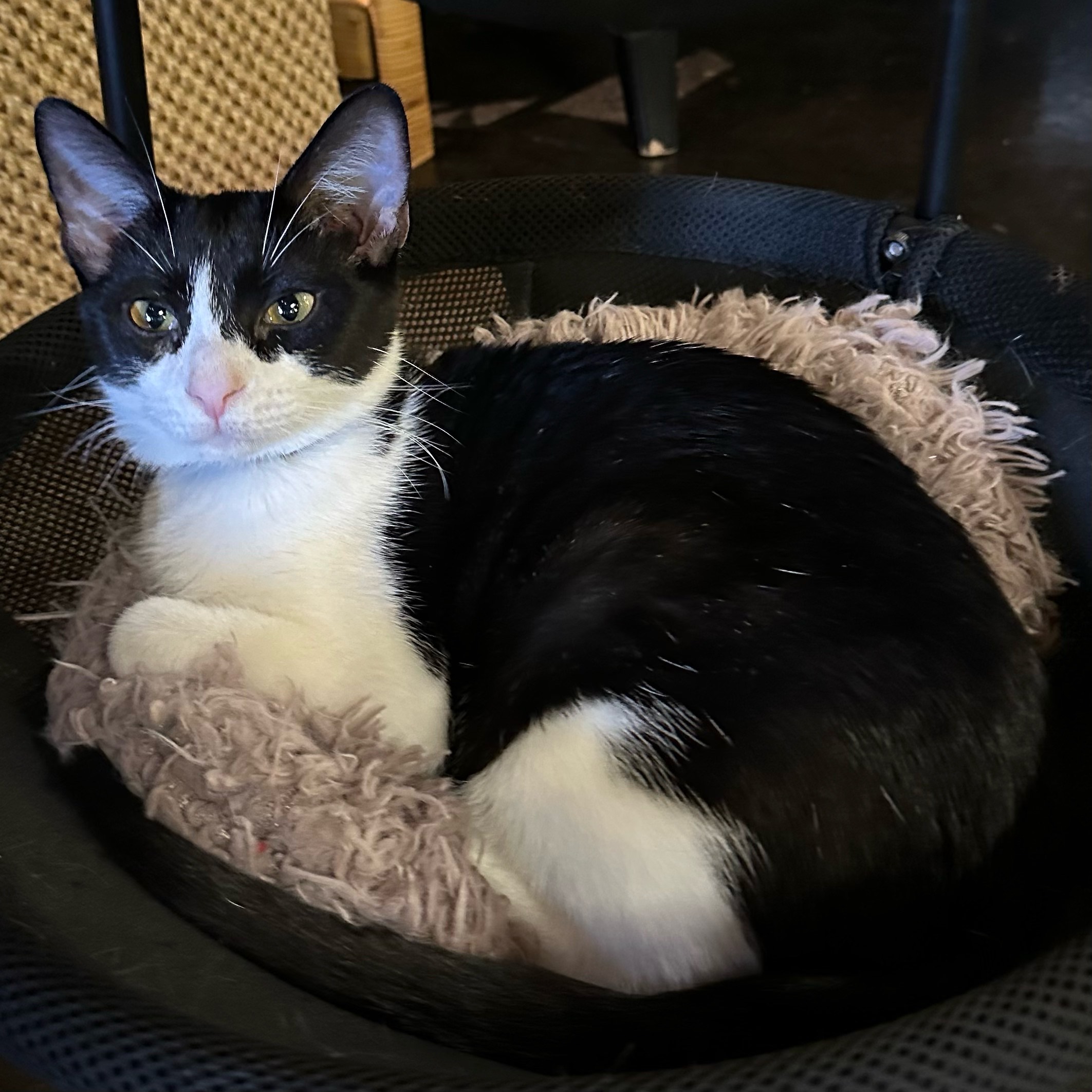 One of the many cute cats of the café. 