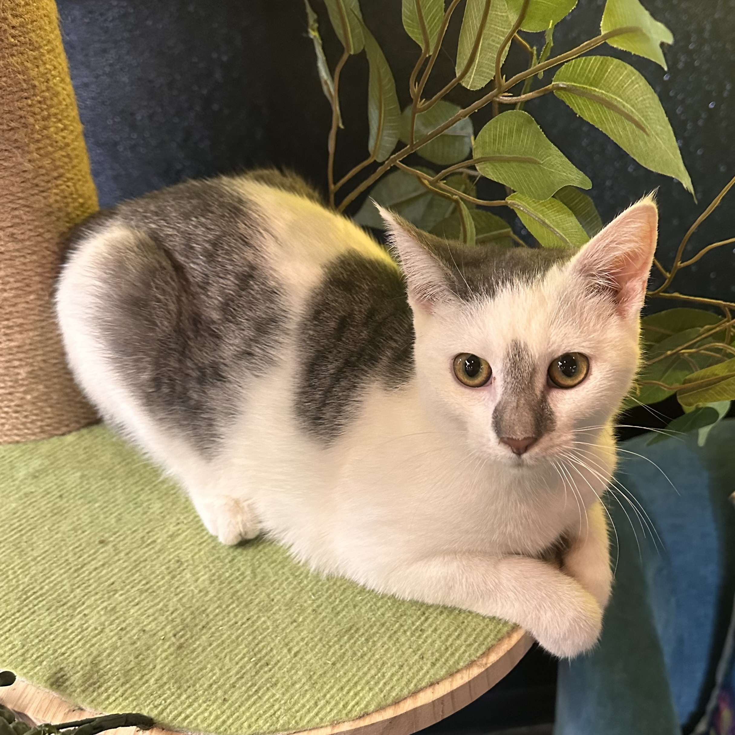 One of the many cute cats of the café. 