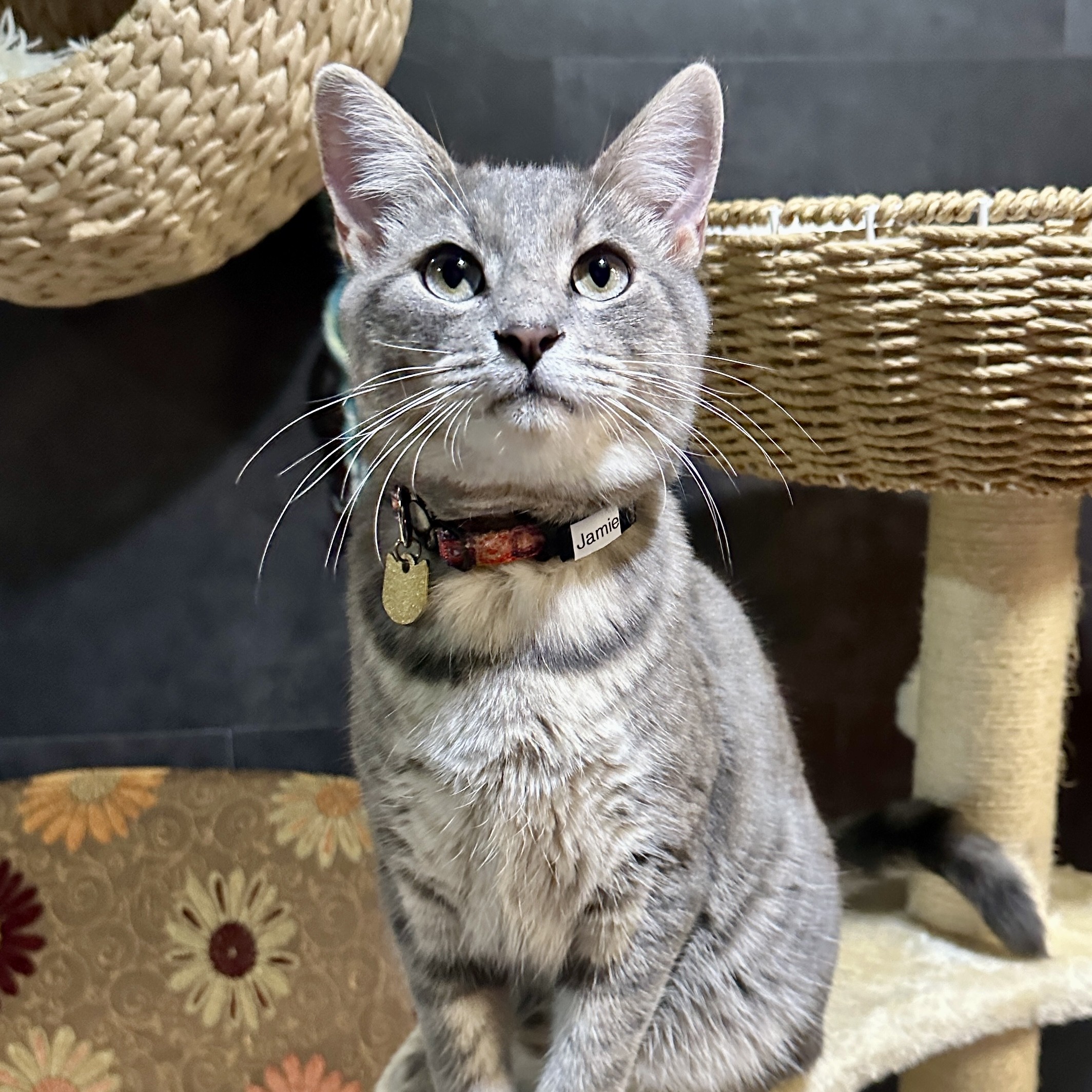 One of the many cute cats of the café. 