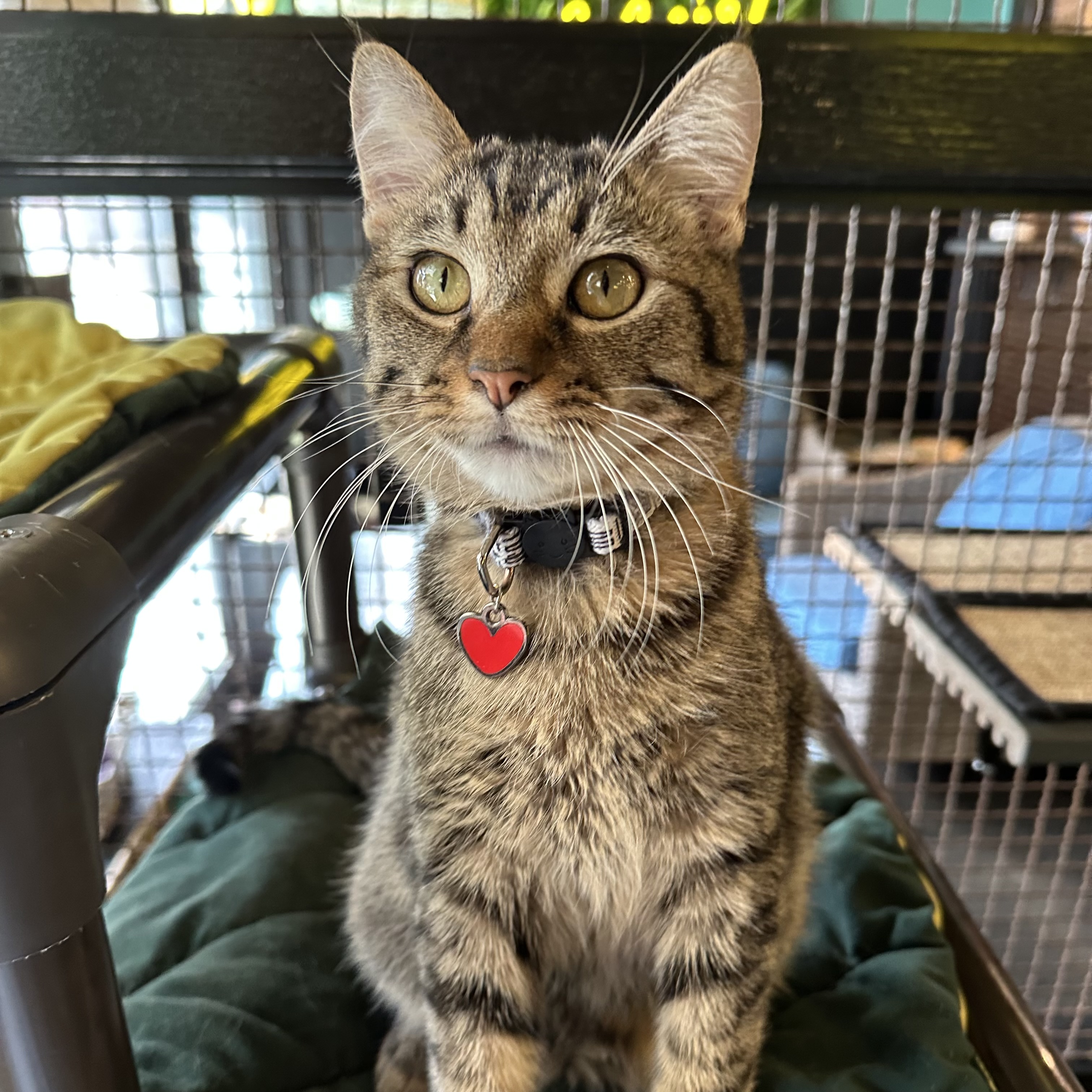 One of the many cute cats of the café. 
