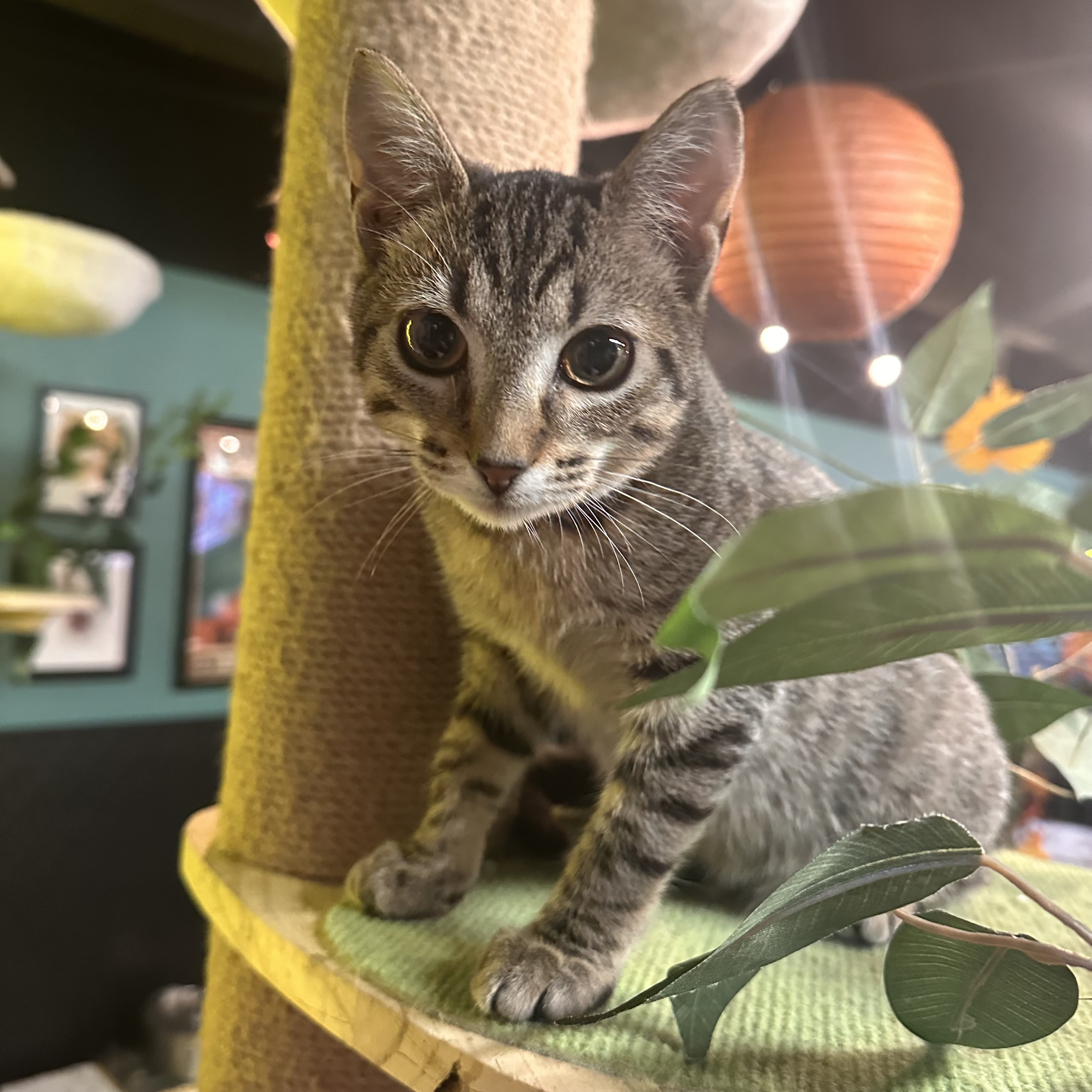 One of the many cute cats of the café. 